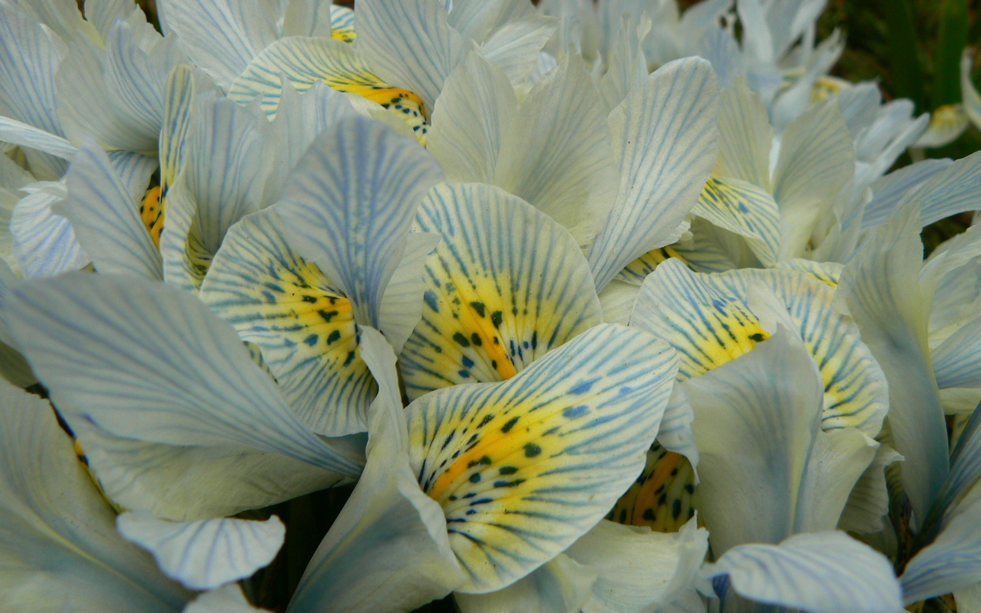 Laden Sie das Blumen, Blume, Erde/natur-Bild kostenlos auf Ihren PC-Desktop herunter