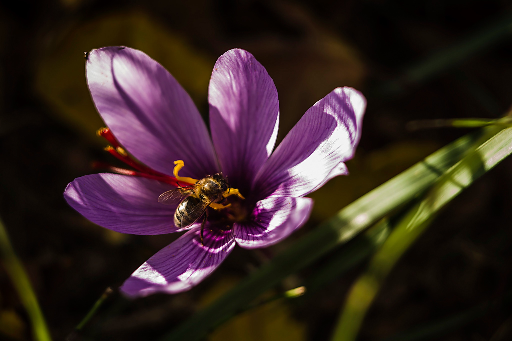PCデスクトップに動物, 昆虫, 大きい, 蜂, 花弁, クロッカス, 虫, 紫色の花画像を無料でダウンロード