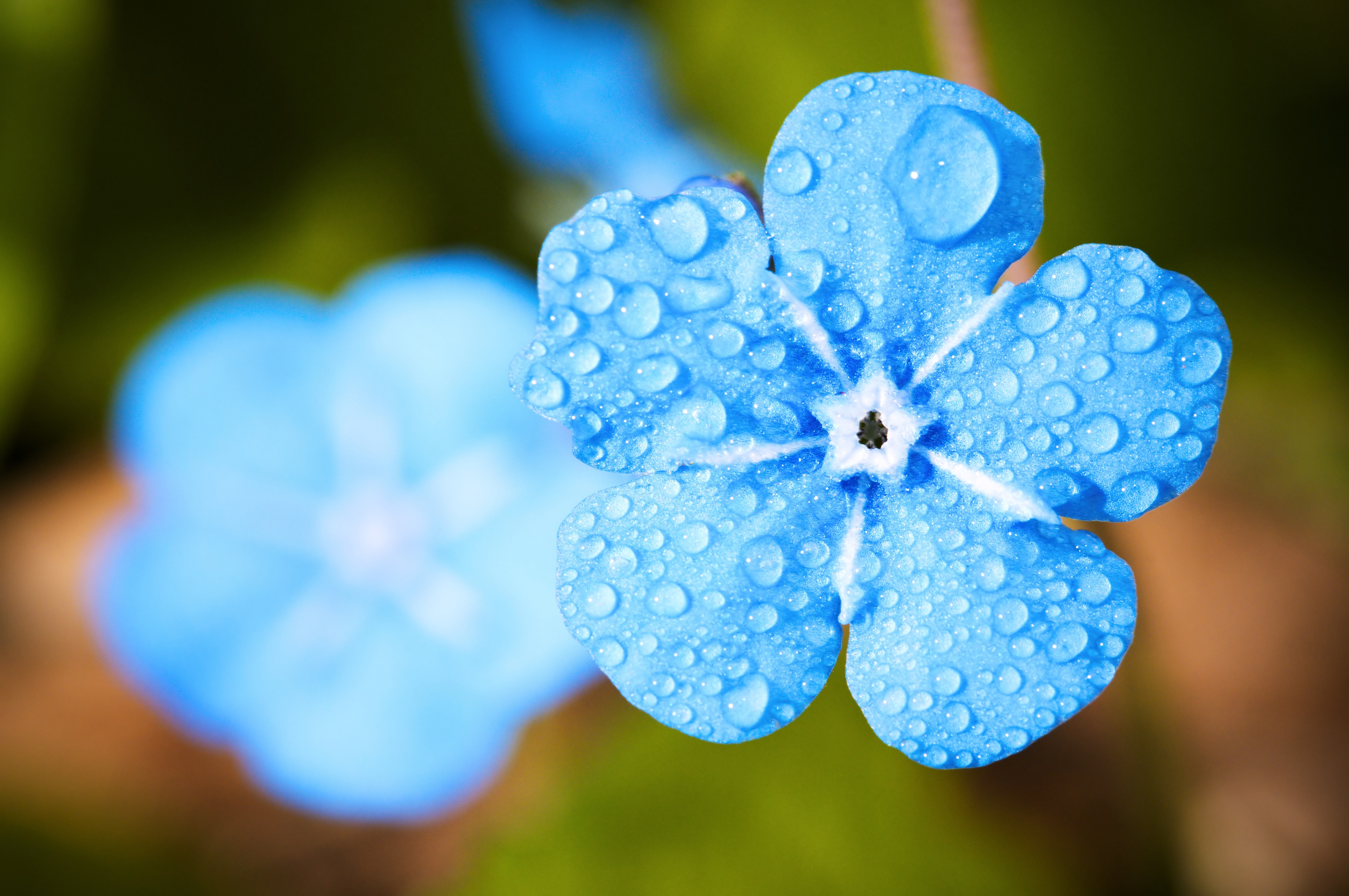 Free Forget Me Not Stock Wallpapers