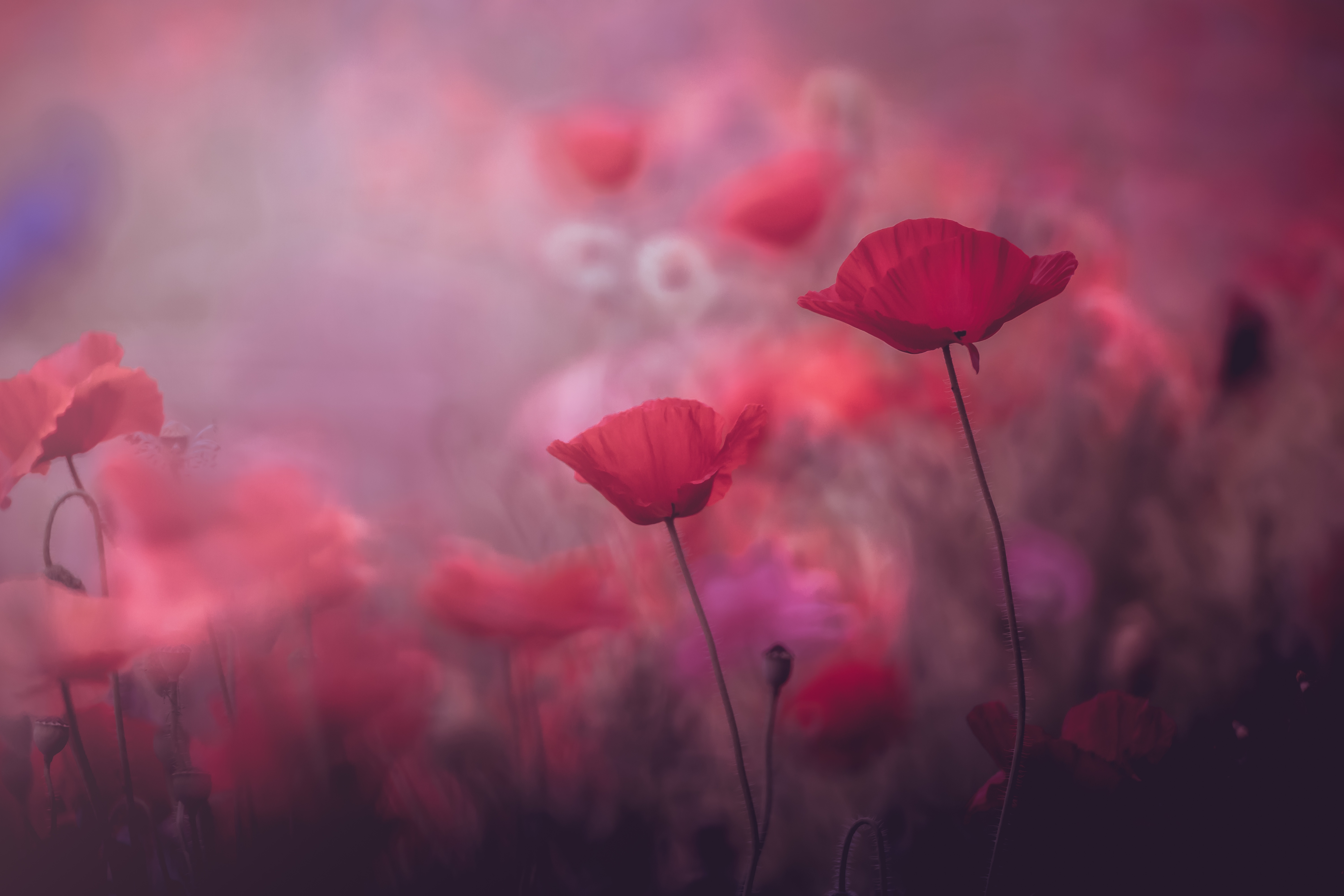 Download mobile wallpaper Nature, Flowers, Flower, Earth, Poppy, Red Flower for free.