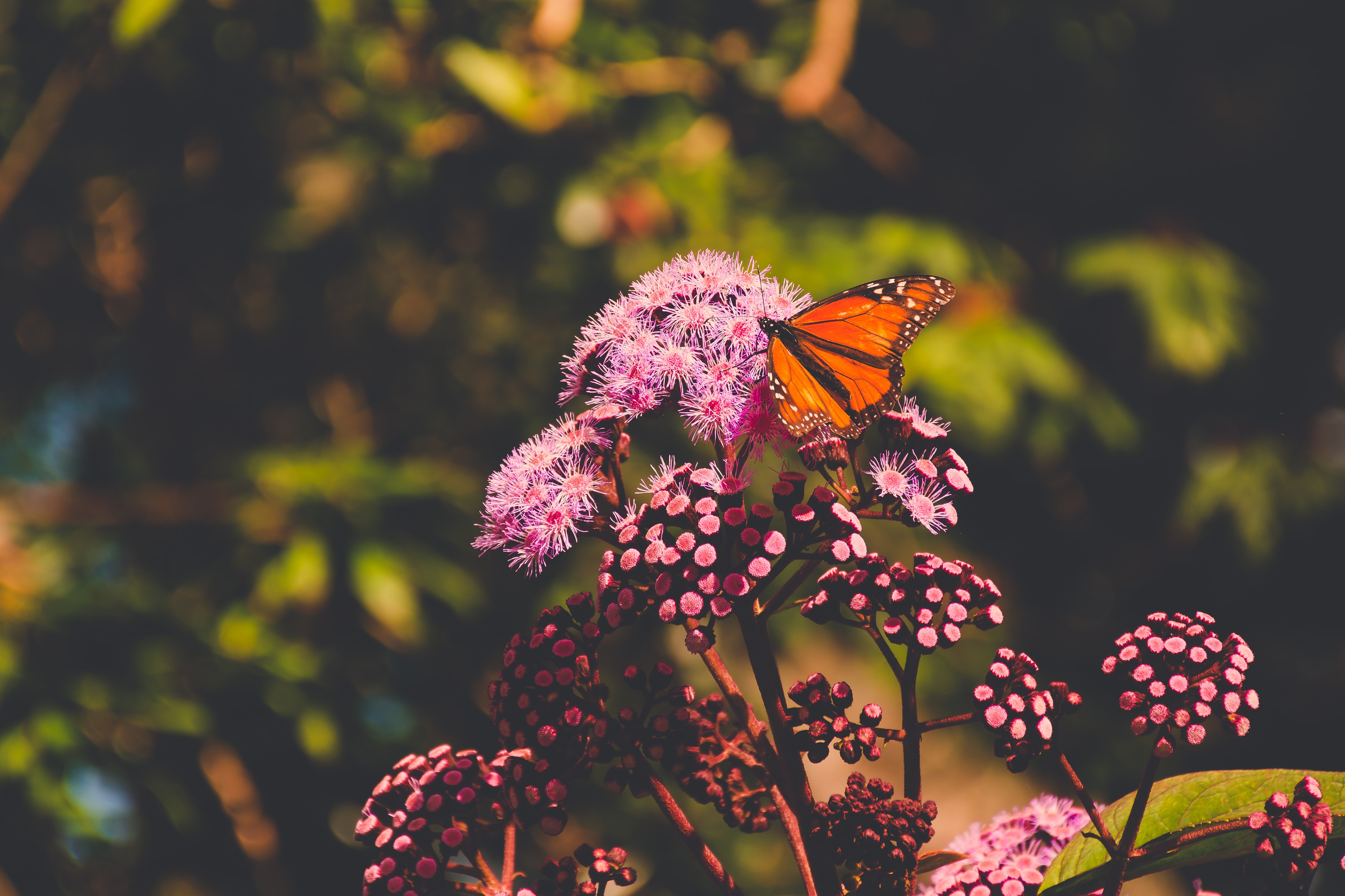 Free download wallpaper Flower, Macro, Insect, Butterfly, Animal on your PC desktop