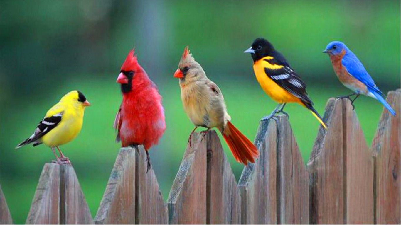 Descarga gratis la imagen Ave, Aves, Animales en el escritorio de tu PC