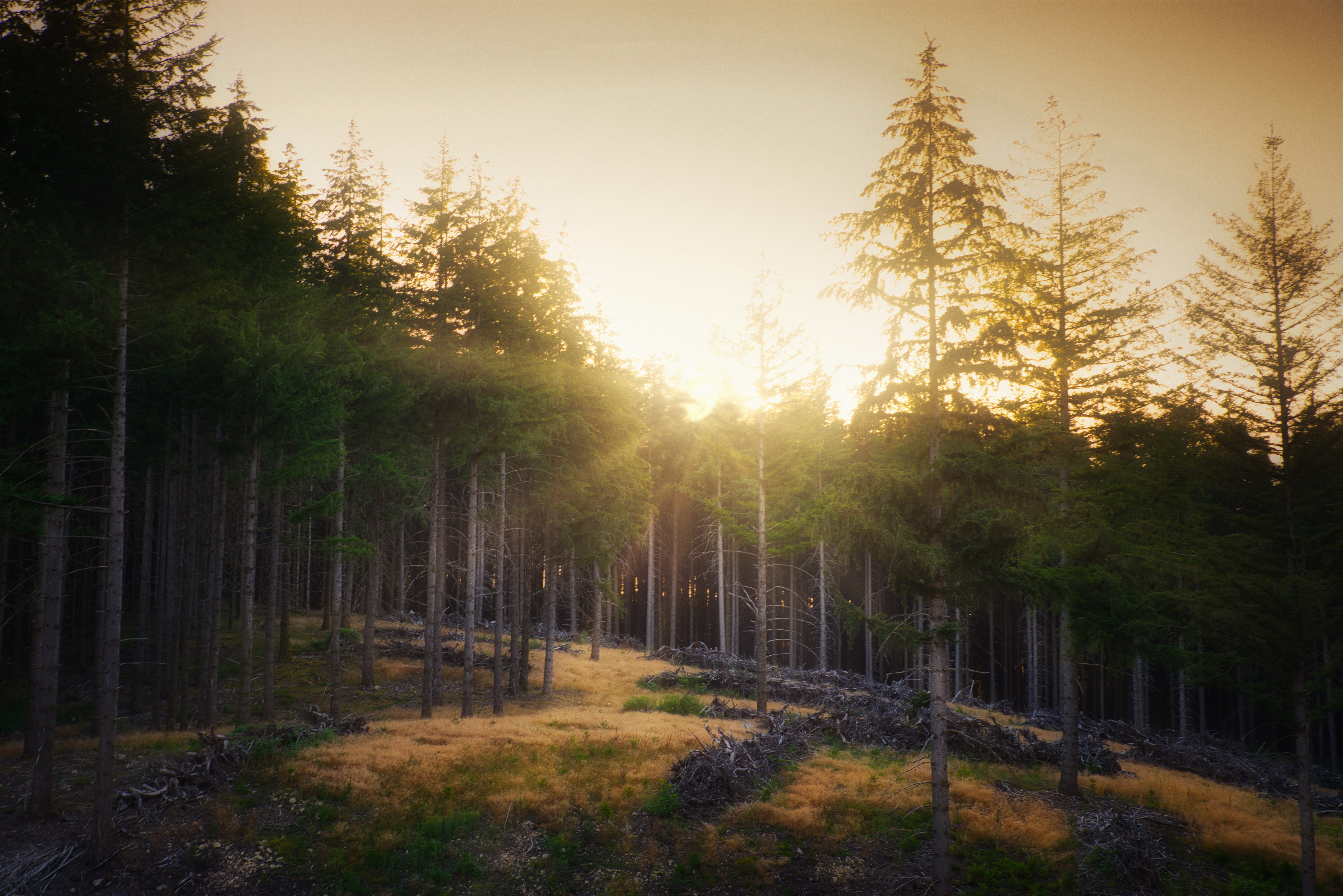 Download mobile wallpaper Forest, Earth, Sunlight for free.