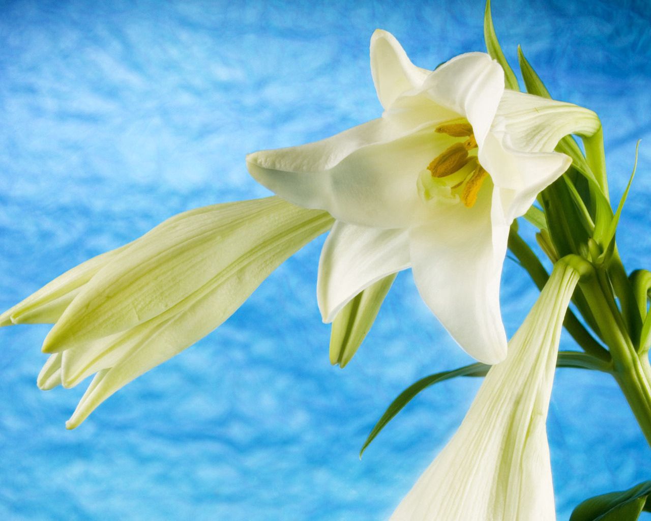 Download mobile wallpaper Stalk, Stem, Lilies, Buds, Flowers, Background for free.
