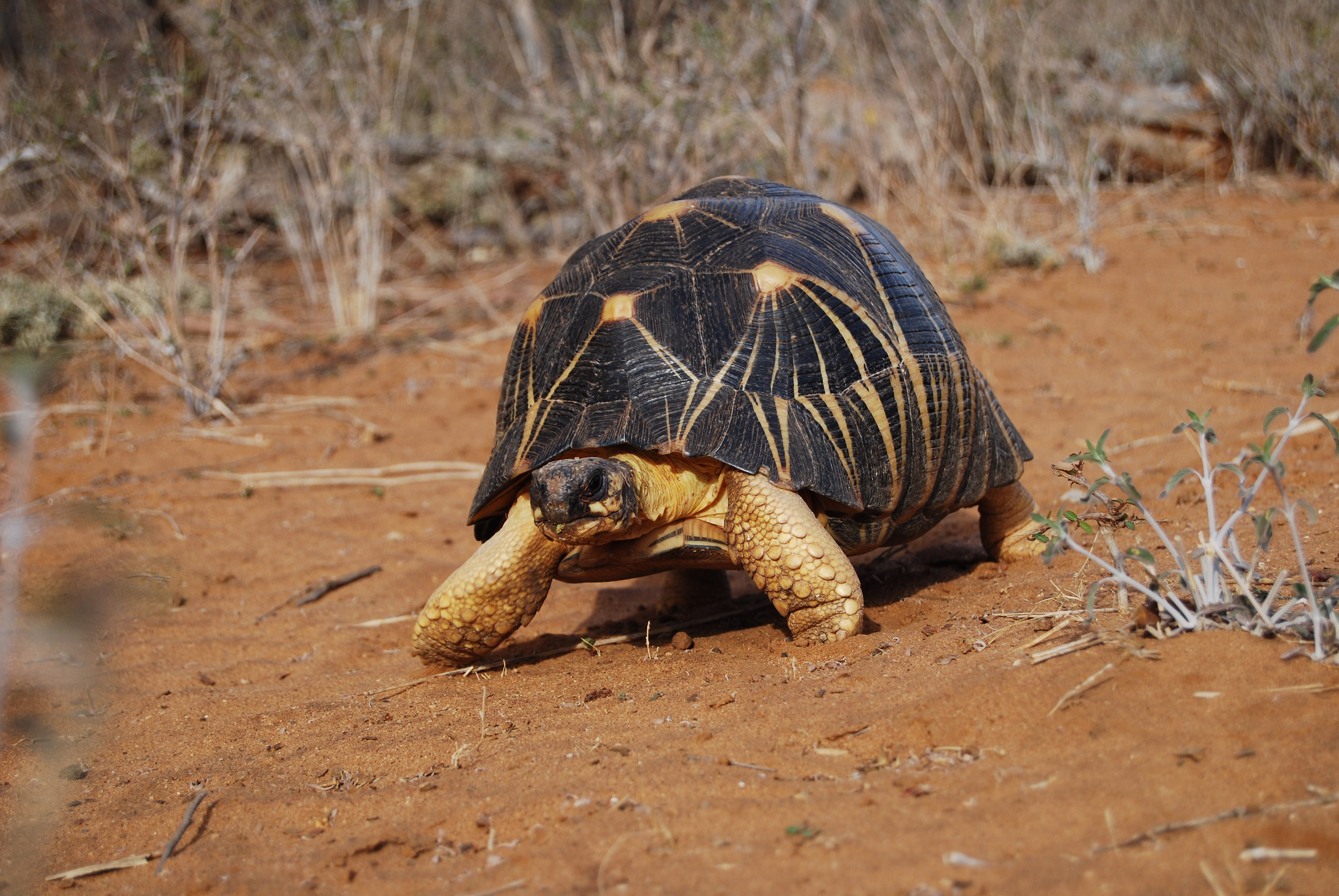 Télécharger des fonds d'écran Tortue Radiée HD