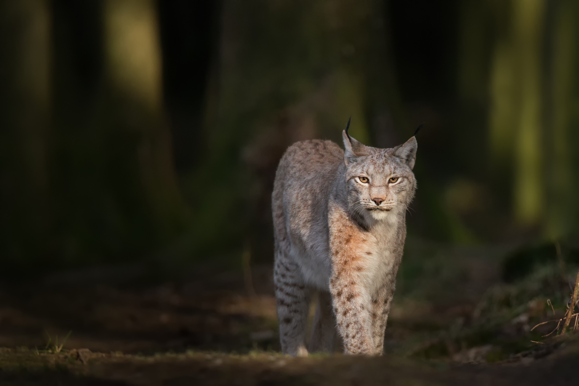 Free download wallpaper Lynx, Cats, Animal on your PC desktop