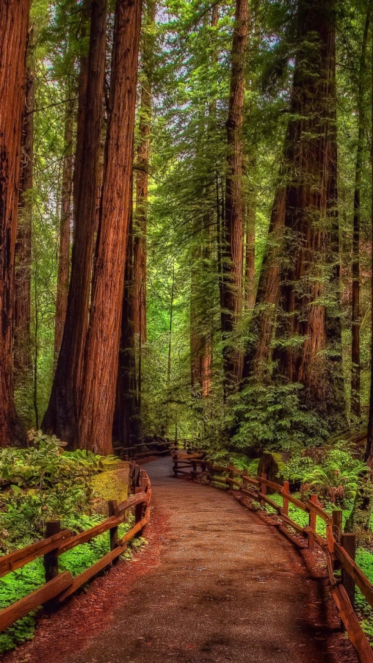 Handy-Wallpaper Wald, Baum, Pfad, Menschengemacht, Regenwald, Redwood kostenlos herunterladen.