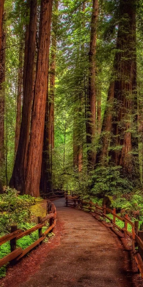Phone wallpaper: Redwood, Rainforest, Man Made, Path, Tree, Forest 1241131