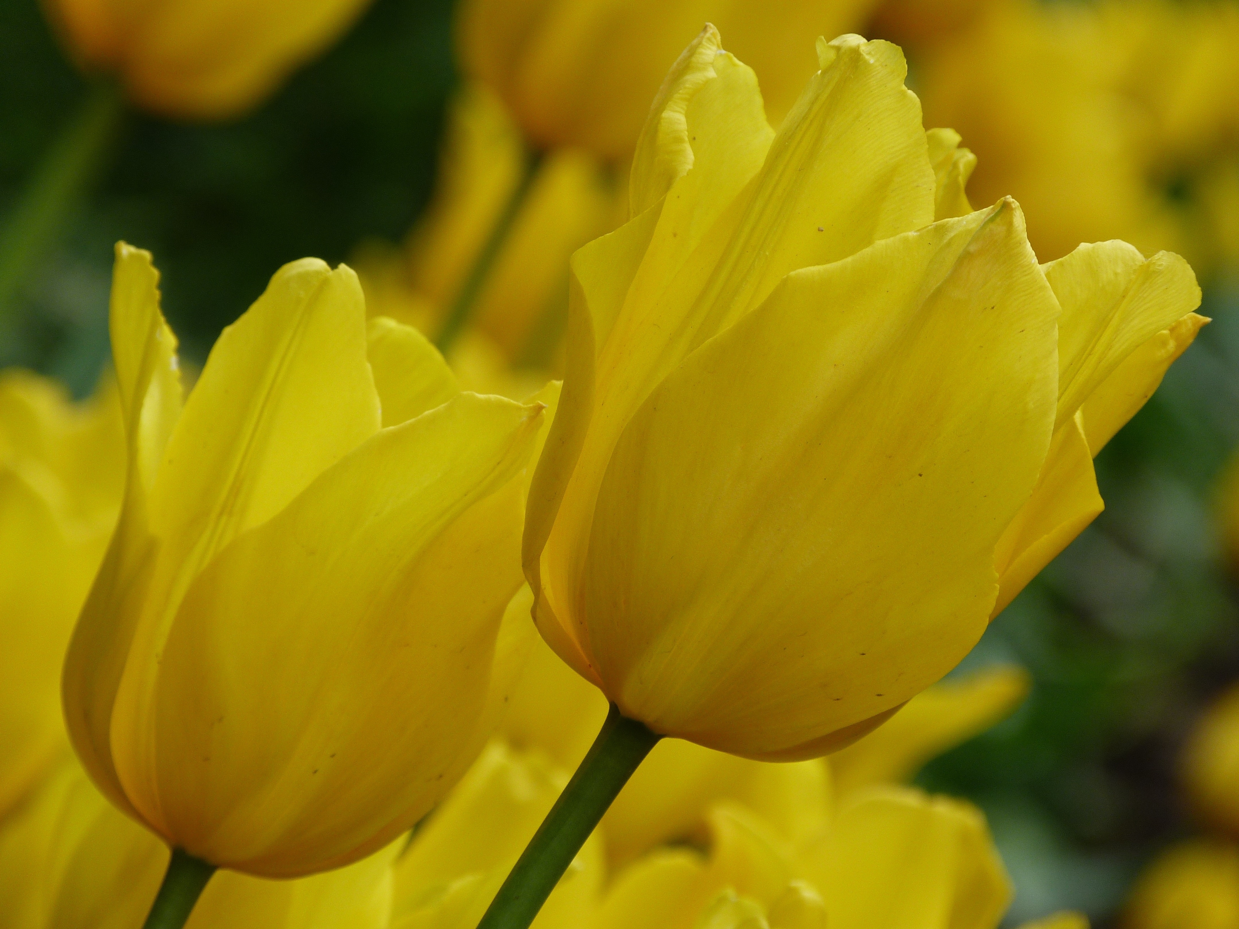 Descarga gratuita de fondo de pantalla para móvil de Flores, Flor, Tulipán, Flor Amarilla, Tierra/naturaleza.