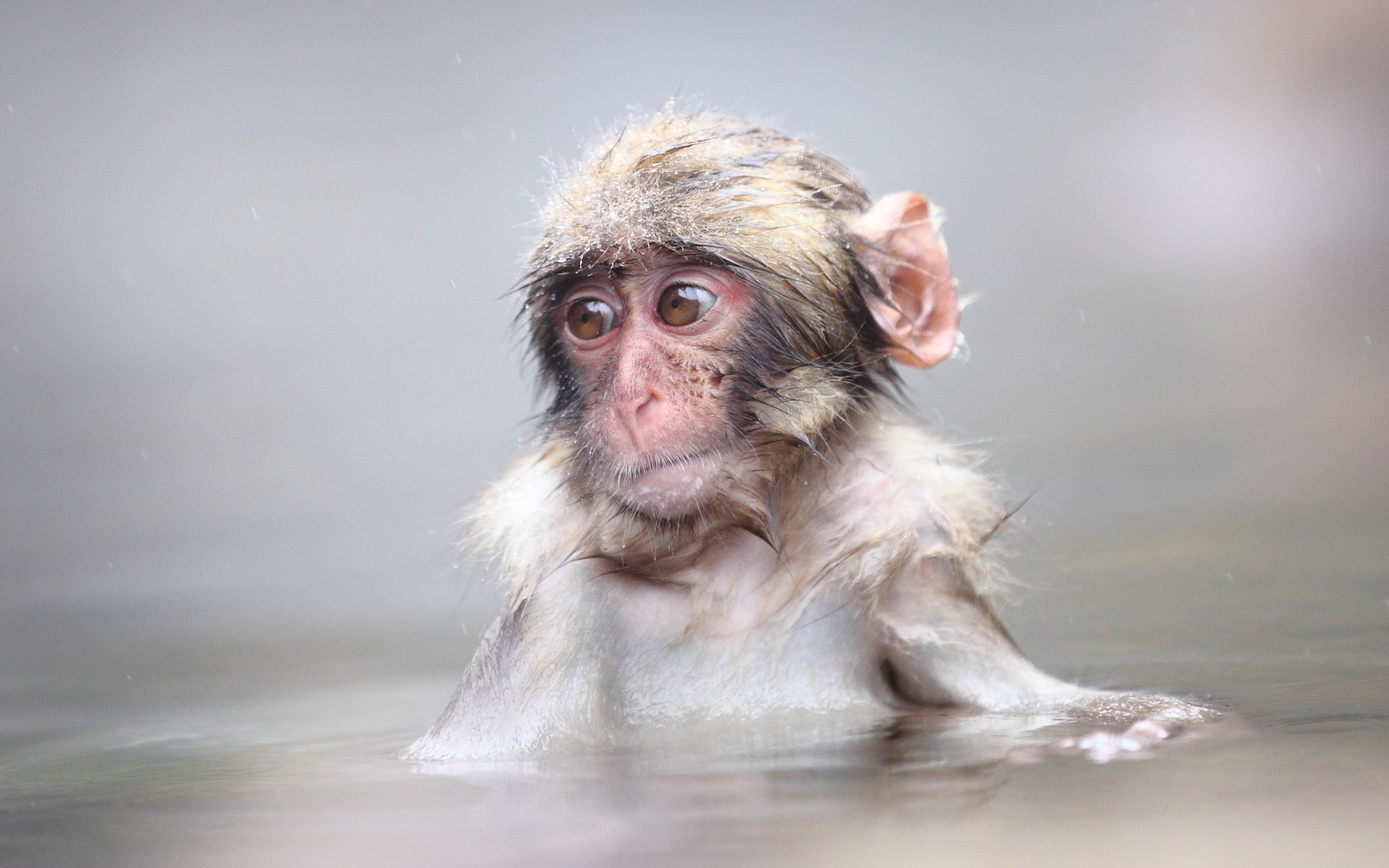 Laden Sie das Affen, Tiere-Bild kostenlos auf Ihren PC-Desktop herunter