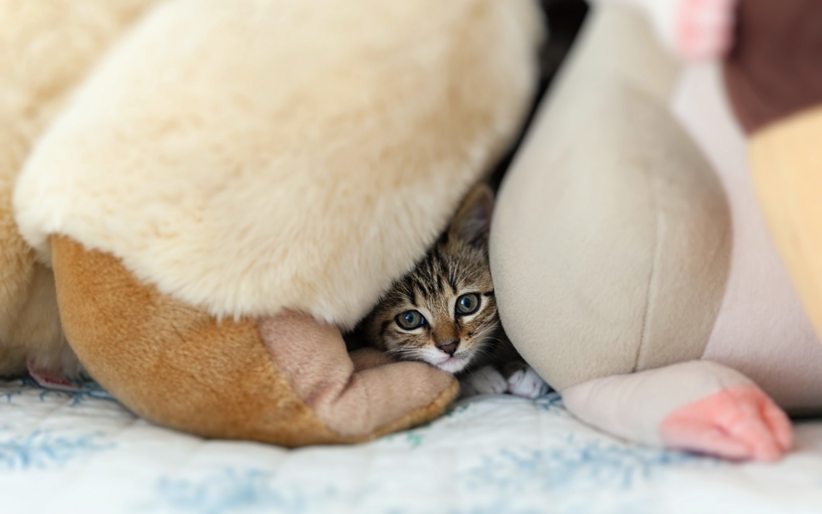 Baixar papel de parede para celular de Animais, Gatos, Gato gratuito.