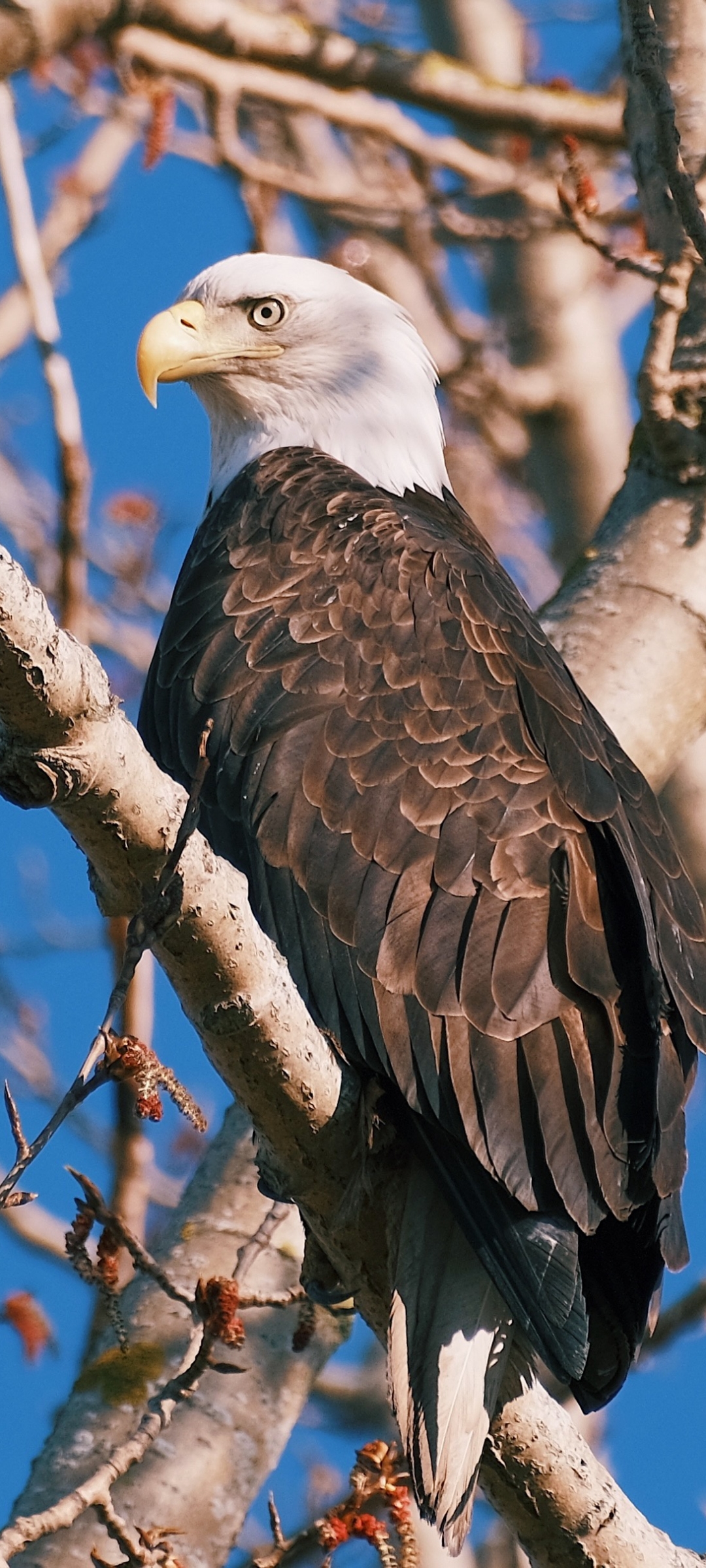 Téléchargez des papiers peints mobile Animaux, Pygargue À Tête Blanche, Des Oiseaux, Oiseau De Proie gratuitement.