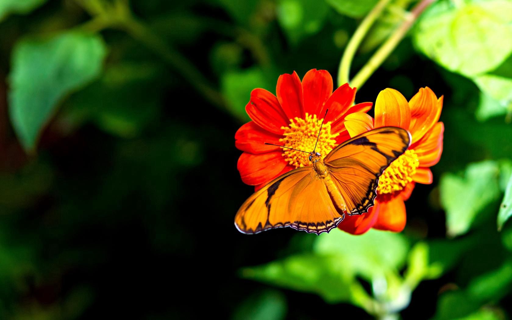 Download mobile wallpaper Flower, Macro, Bright, Butterfly for free.