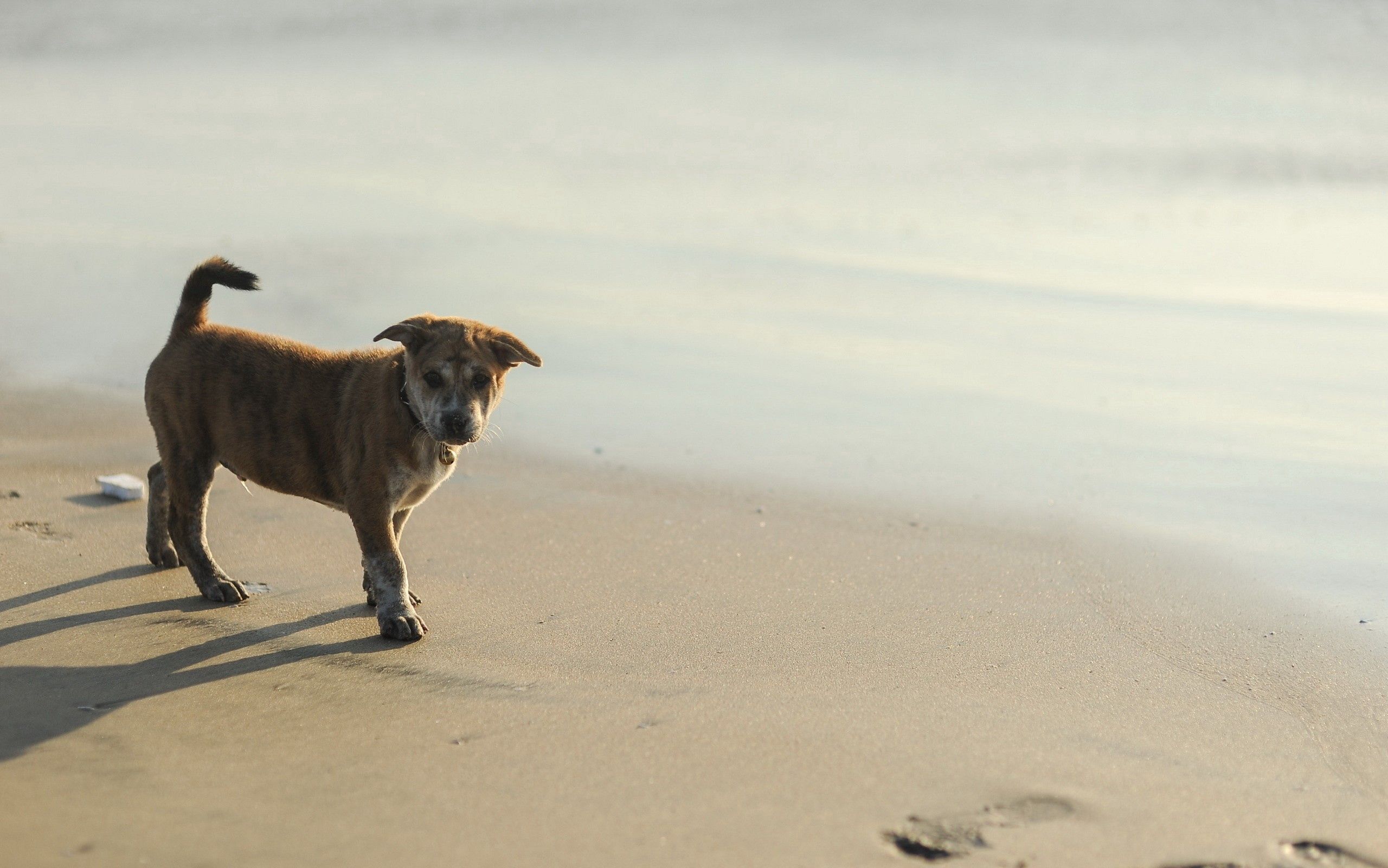 shine, animals, sand, light, puppy, traces Full HD