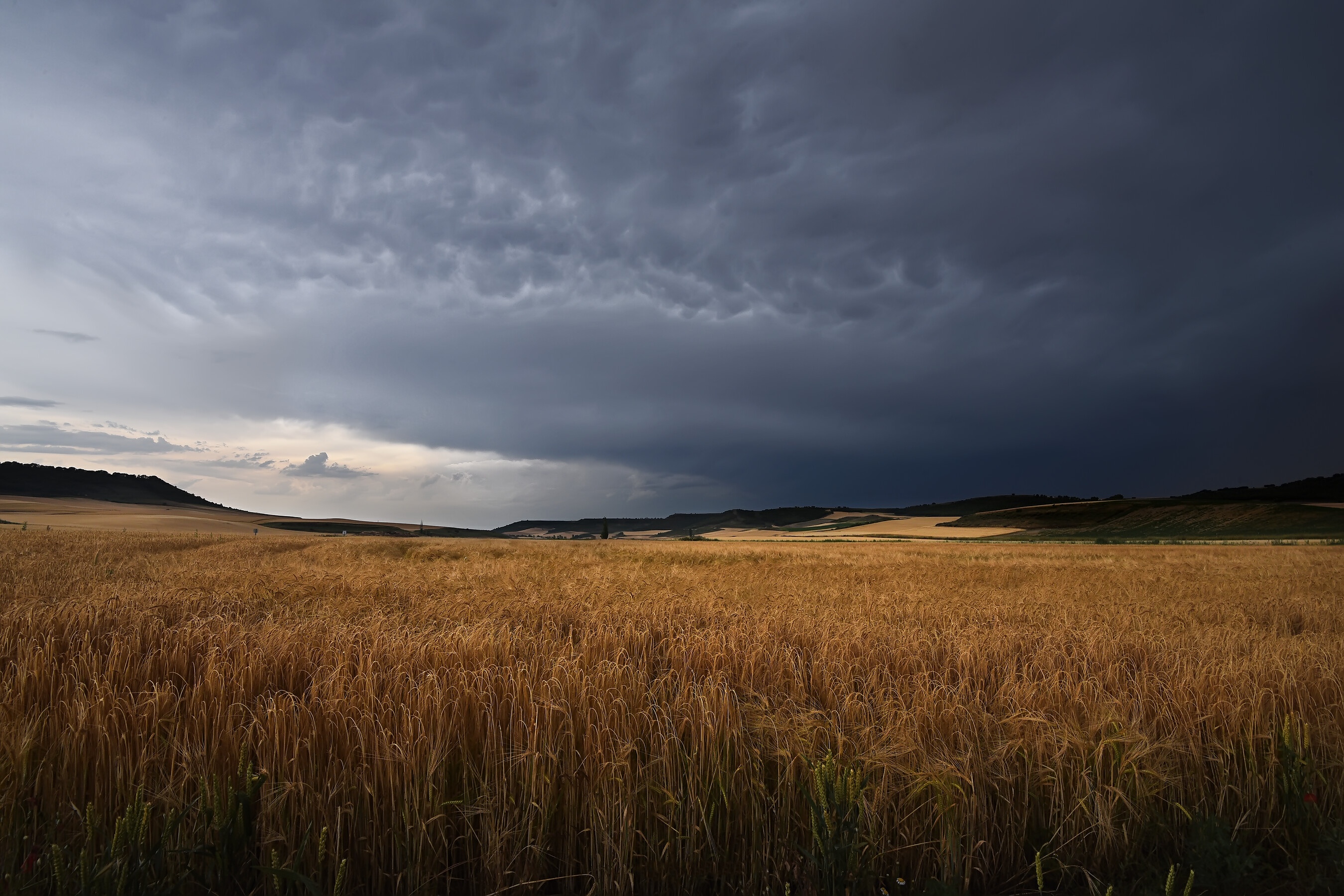 Handy-Wallpaper Natur, Sommer, Weizen, Feld, Wolke, Erde/natur kostenlos herunterladen.