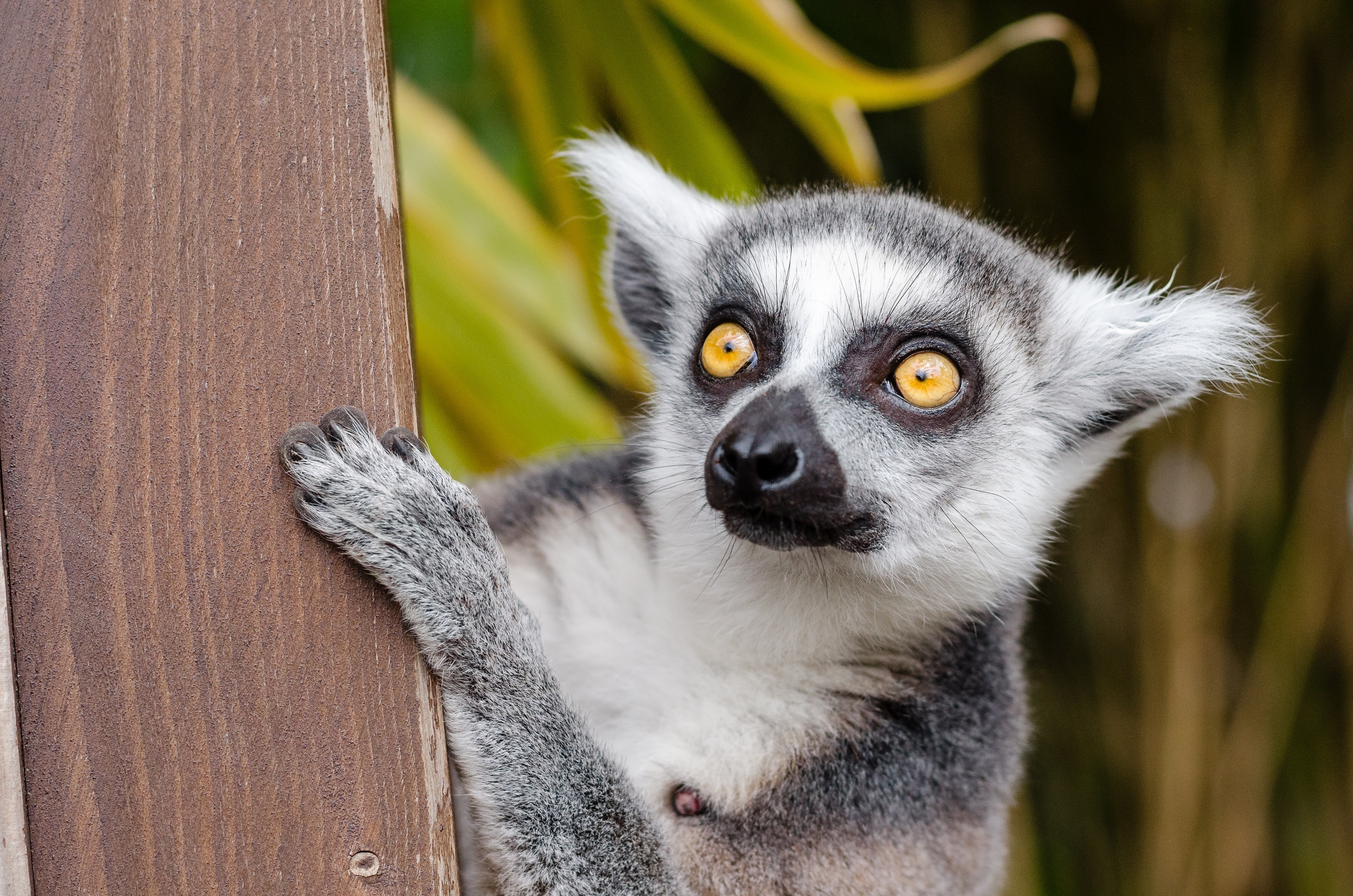 Handy-Wallpaper Lemur, Fleckig, Gefleckt, Sicht, Meinung, Tiere kostenlos herunterladen.