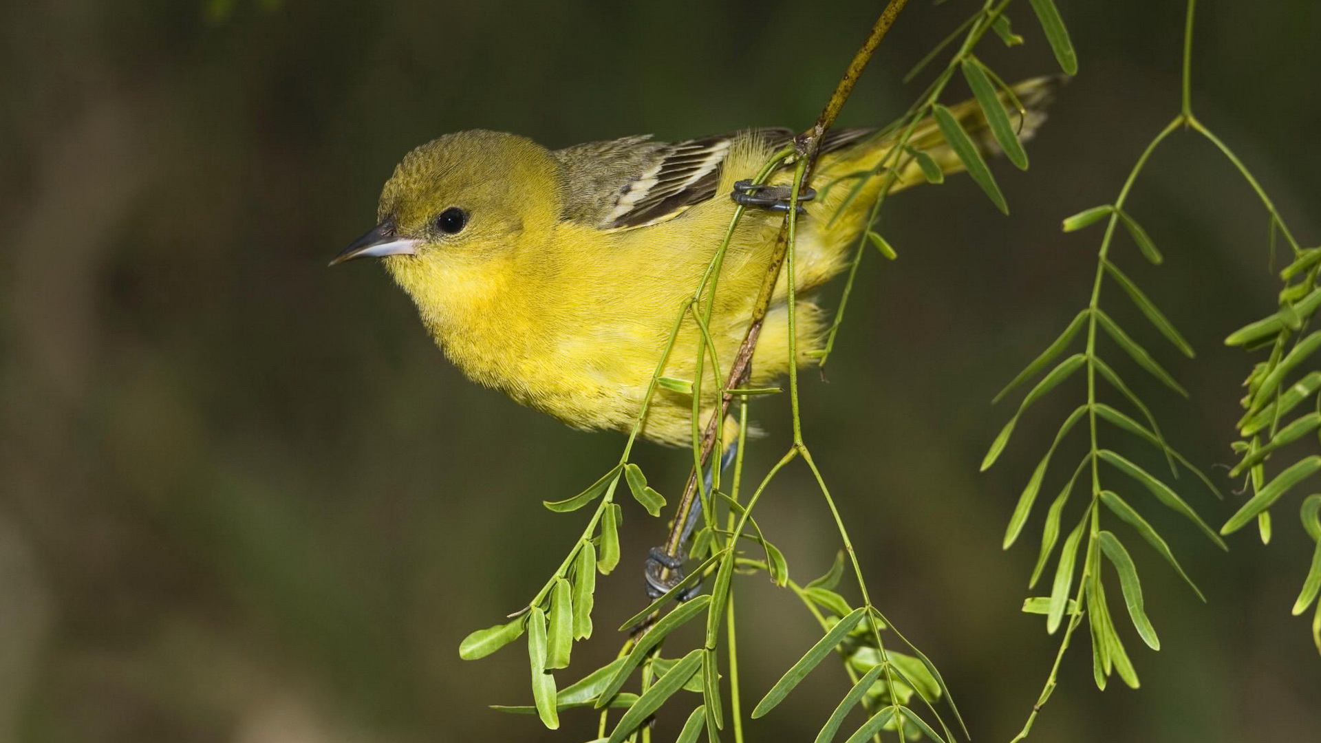 Free download wallpaper Birds, Bird, Animal on your PC desktop