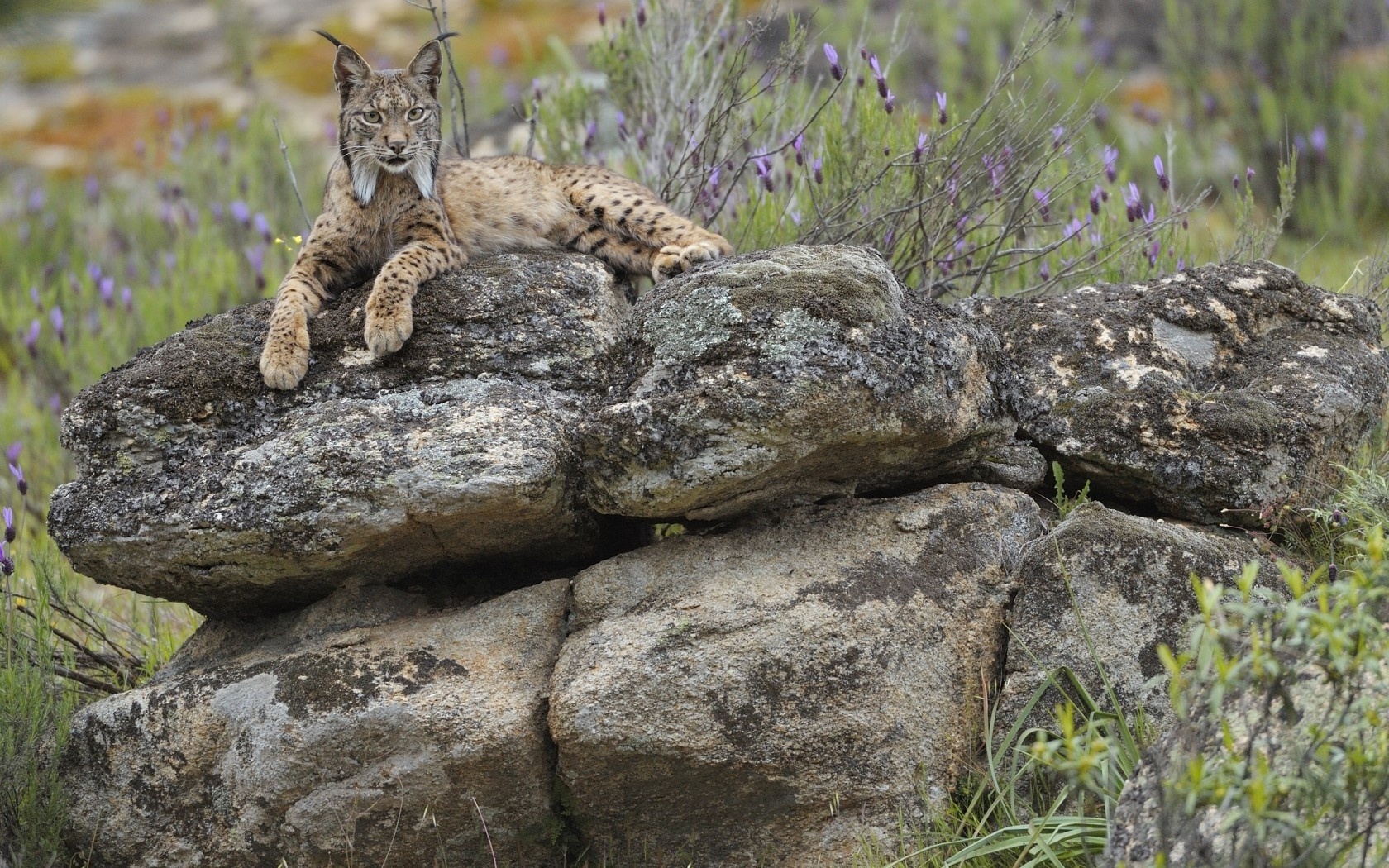 Descarga gratis la imagen Lince, Gatos, Animales en el escritorio de tu PC