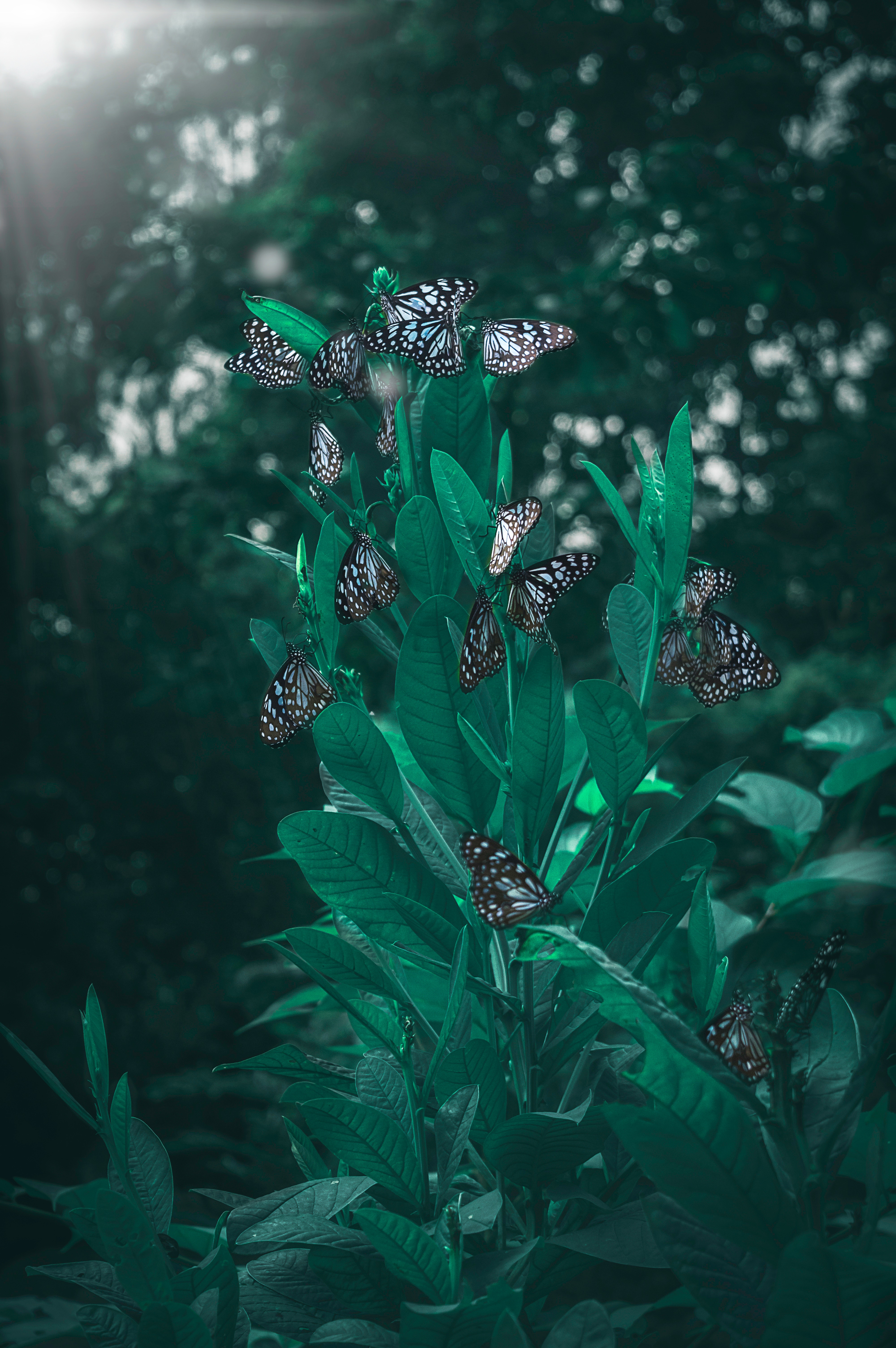 butterflies, smooth, leaves, plant, macro, blur HD wallpaper