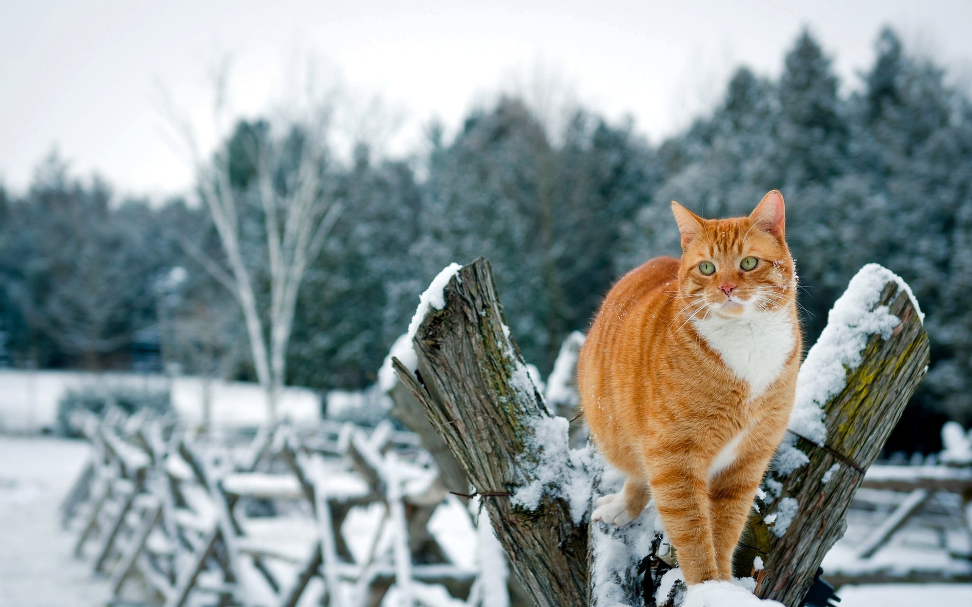 Baixe gratuitamente a imagem Gato, Gatos, Animais na área de trabalho do seu PC