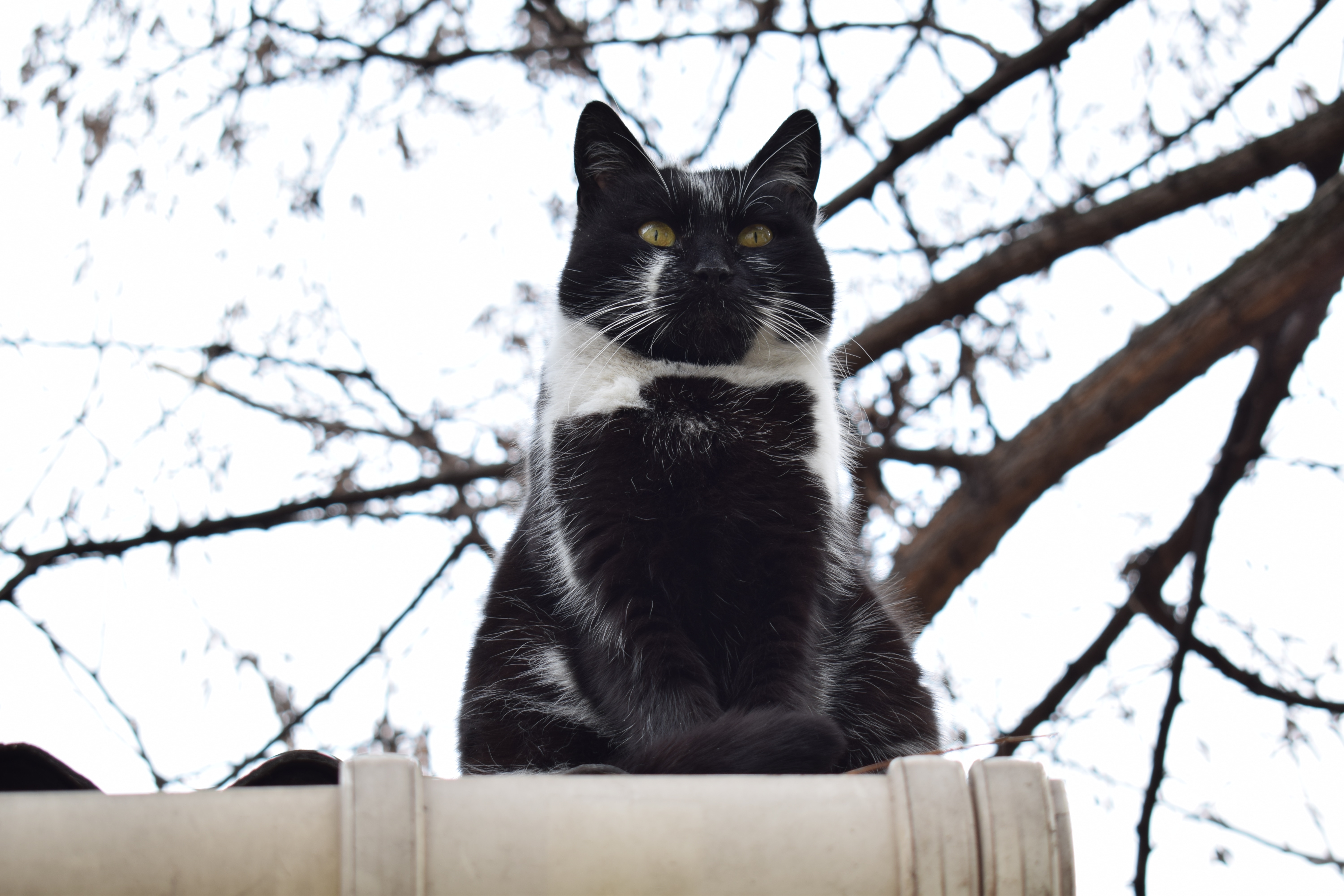 Baixar papel de parede para celular de Animais, Gatos, Gato gratuito.