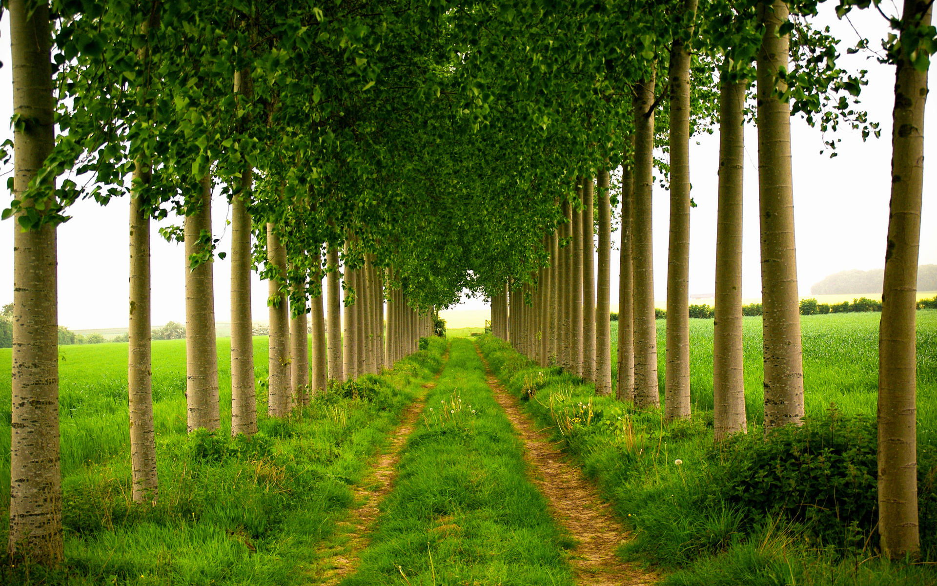 Laden Sie das Baum, Pfad, Gras, Erde/natur, Von Bäumen Gesäumt-Bild kostenlos auf Ihren PC-Desktop herunter