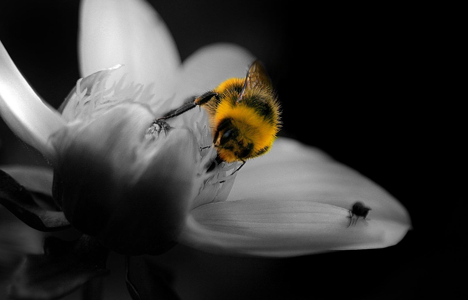 5636 скачать картинку пчелы, цветы, насекомые - обои и заставки бесплатно