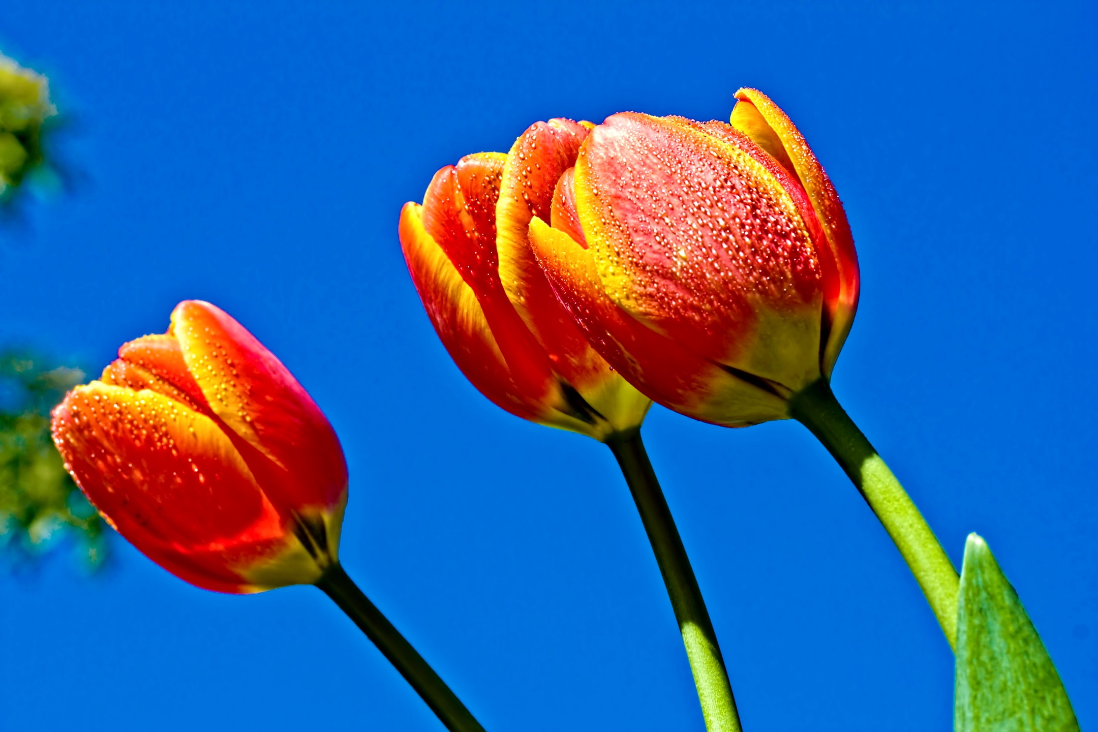 97241 скачать обои тюльпаны, синева, цветы, небо - заставки и картинки бесплатно