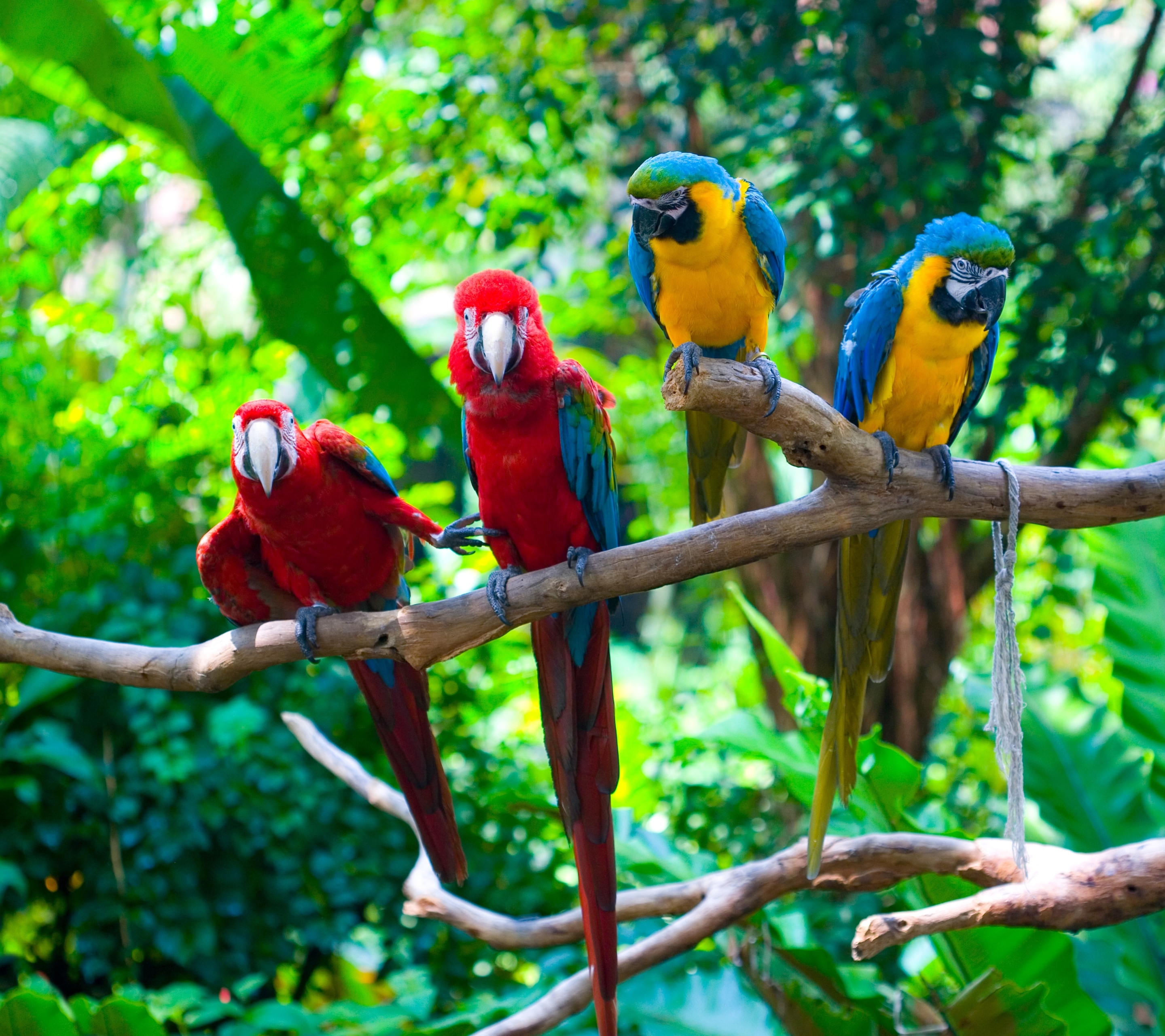 Download mobile wallpaper Birds, Bird, Animal, Macaw, Parrot for free.