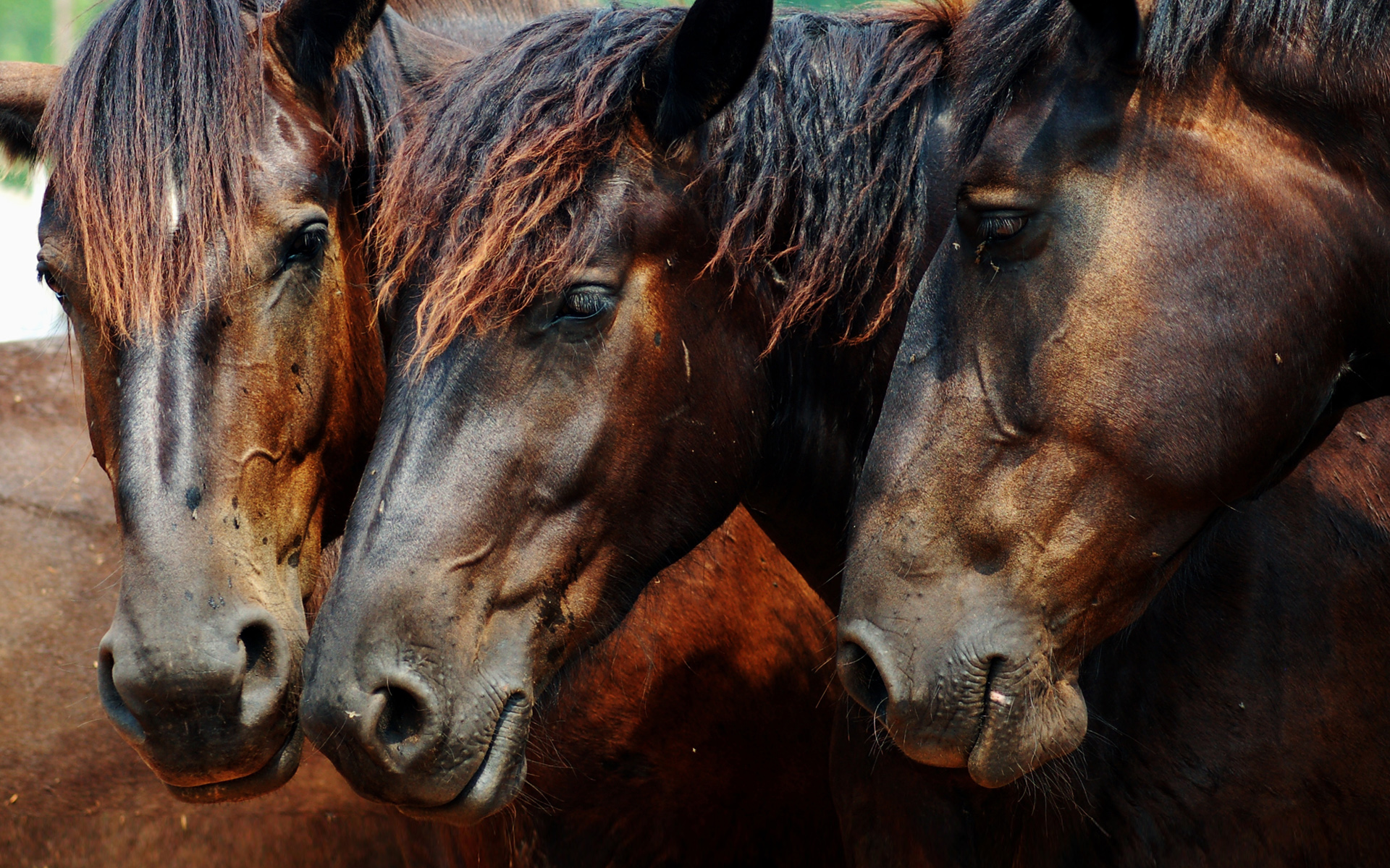 Laden Sie das Tiere, Hauspferd-Bild kostenlos auf Ihren PC-Desktop herunter