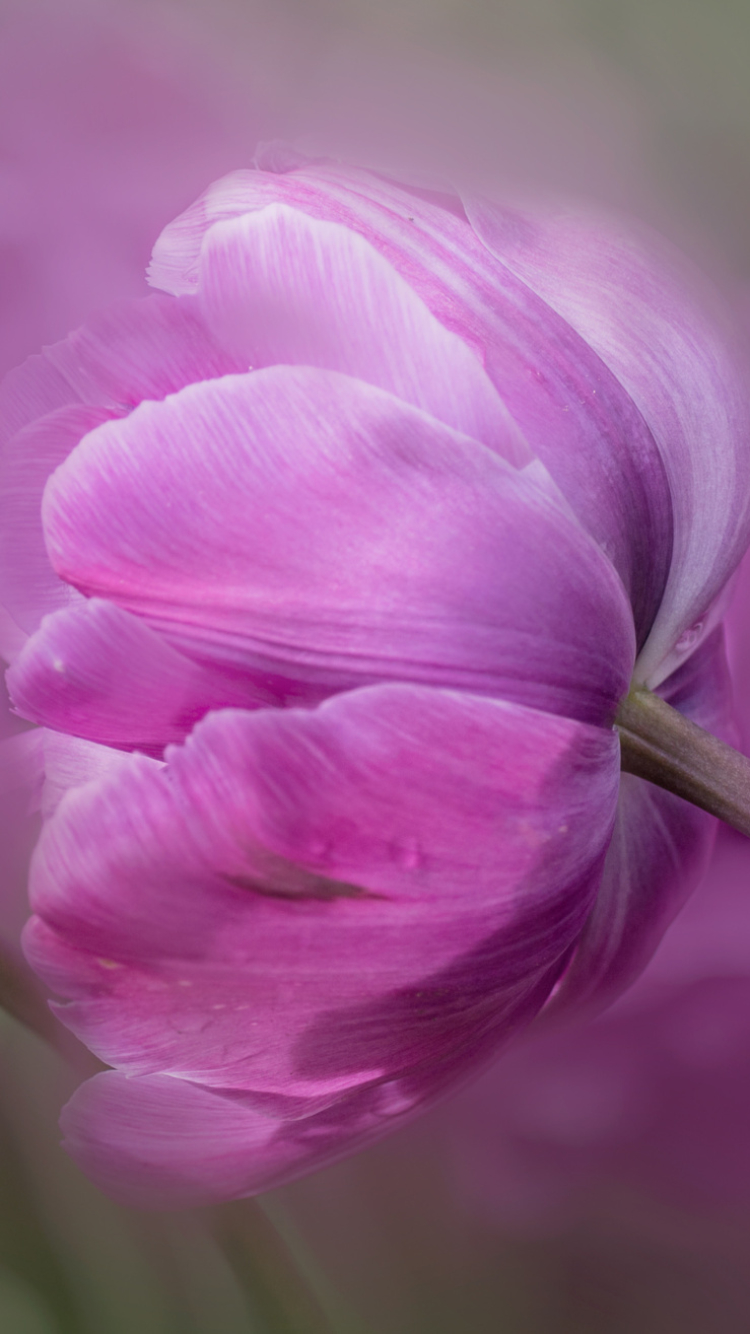 Descarga gratuita de fondo de pantalla para móvil de Naturaleza, Flores, Flor, Flor Rosa, Tierra/naturaleza.