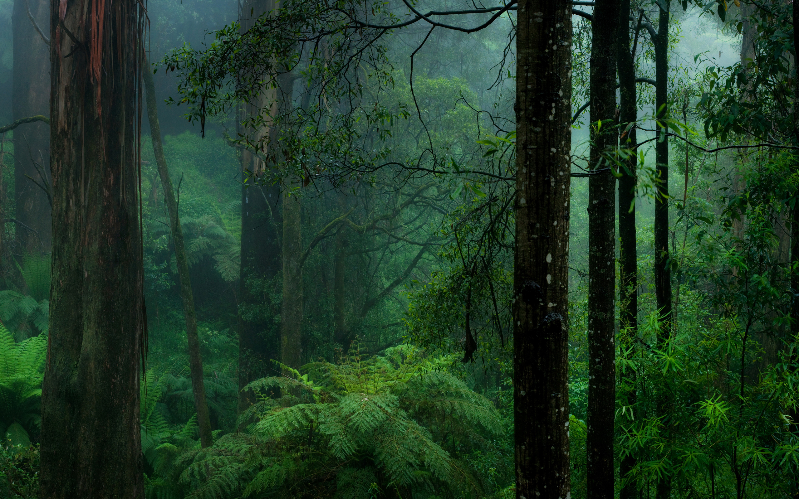 Скачать картинку Папоротник, Лес, Туман, Зеленый, Земля/природа в телефон бесплатно.