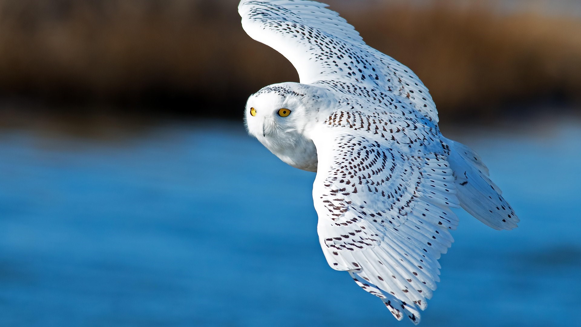 Free download wallpaper Birds, Bird, Flight, Animal, Snowy Owl on your PC desktop