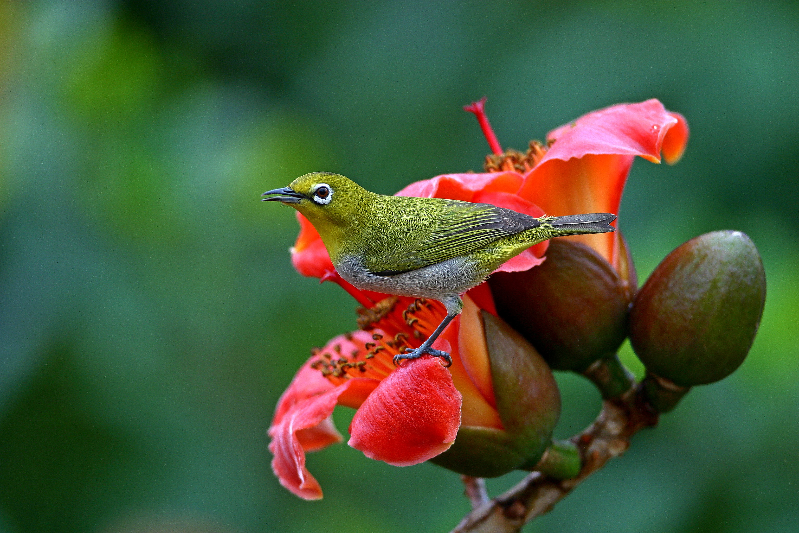 PCデスクトップに動物, 自然, 鳥, 花, ぼかし, メジロ画像を無料でダウンロード