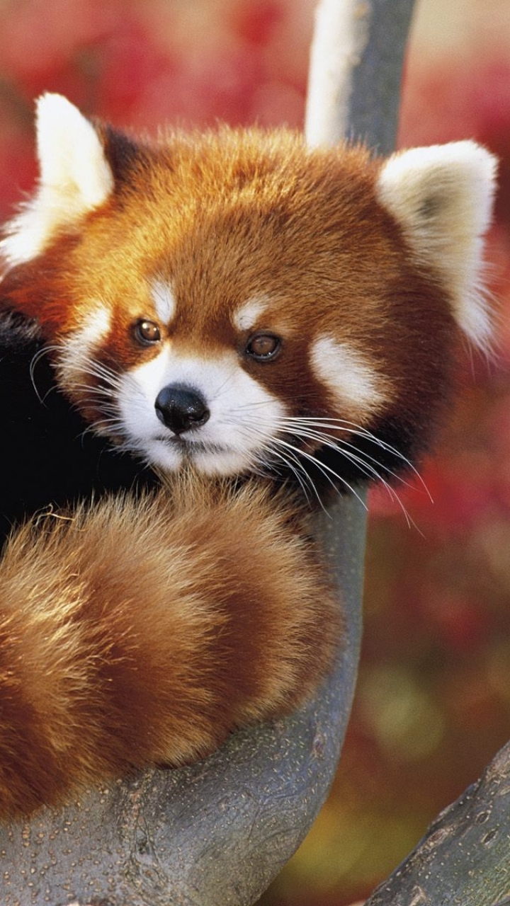 Descarga gratuita de fondo de pantalla para móvil de Animales, Panda Rojo.