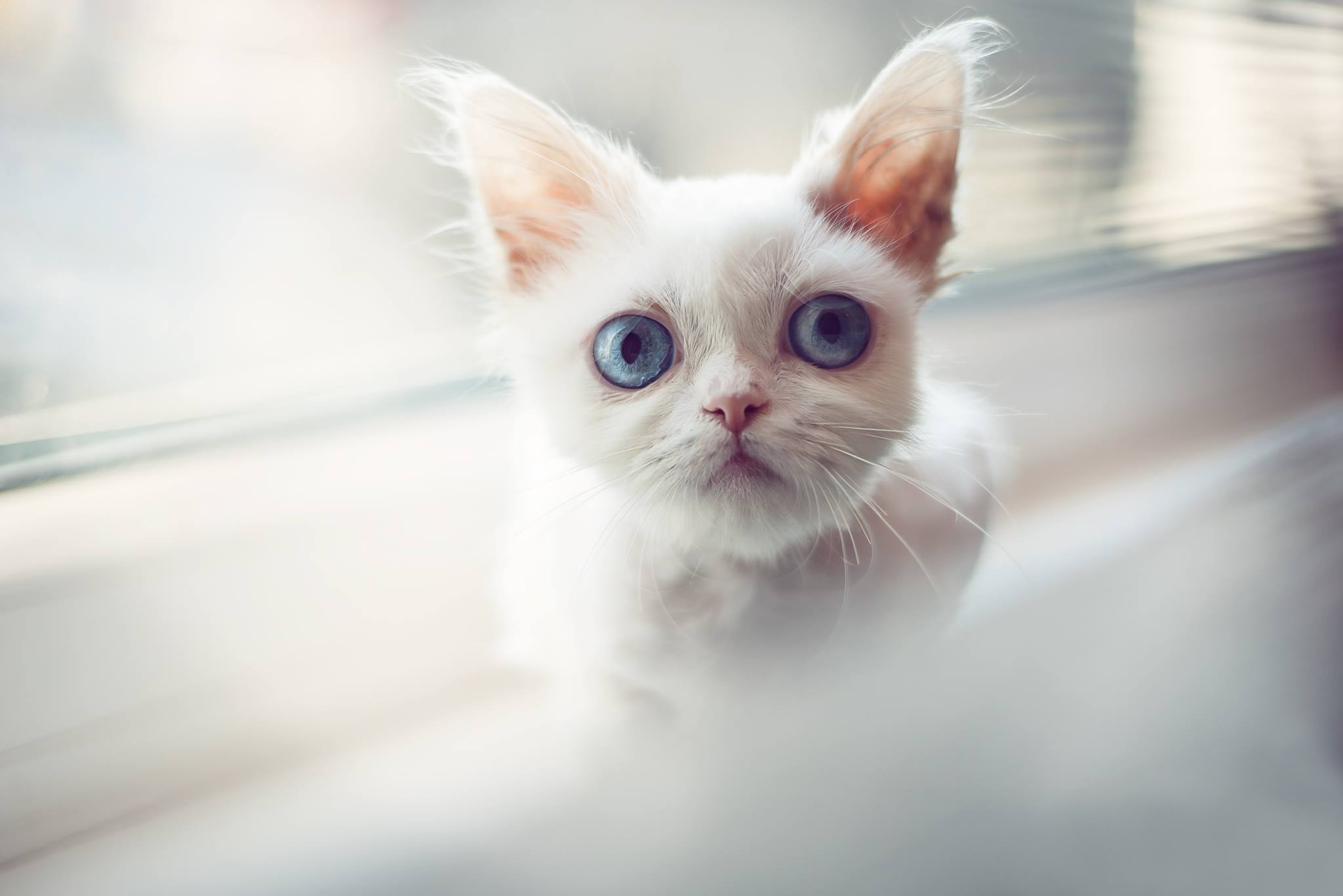 Download mobile wallpaper Cats, Cat, Kitten, Animal, Blue Eyes for free.