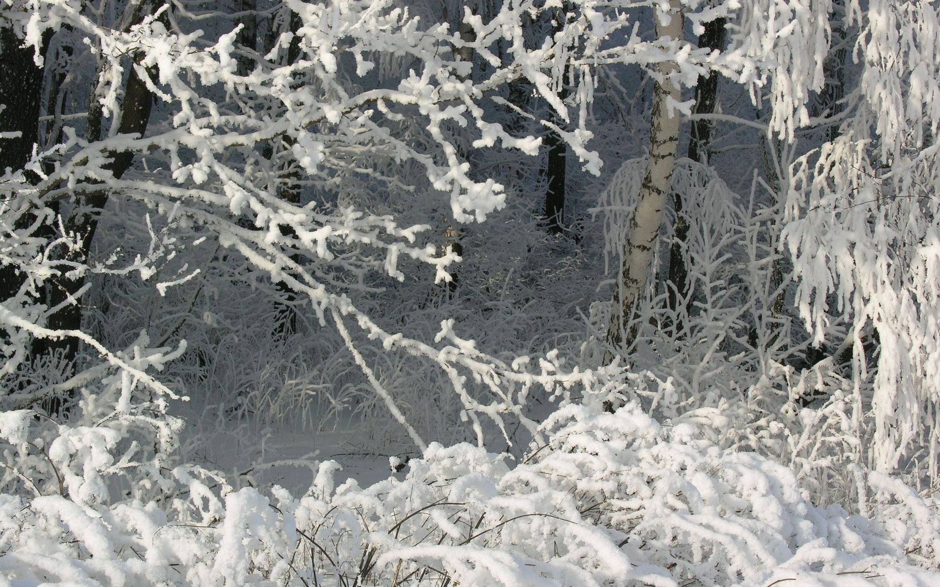 Baixar papel de parede para celular de Inverno, Terra/natureza gratuito.