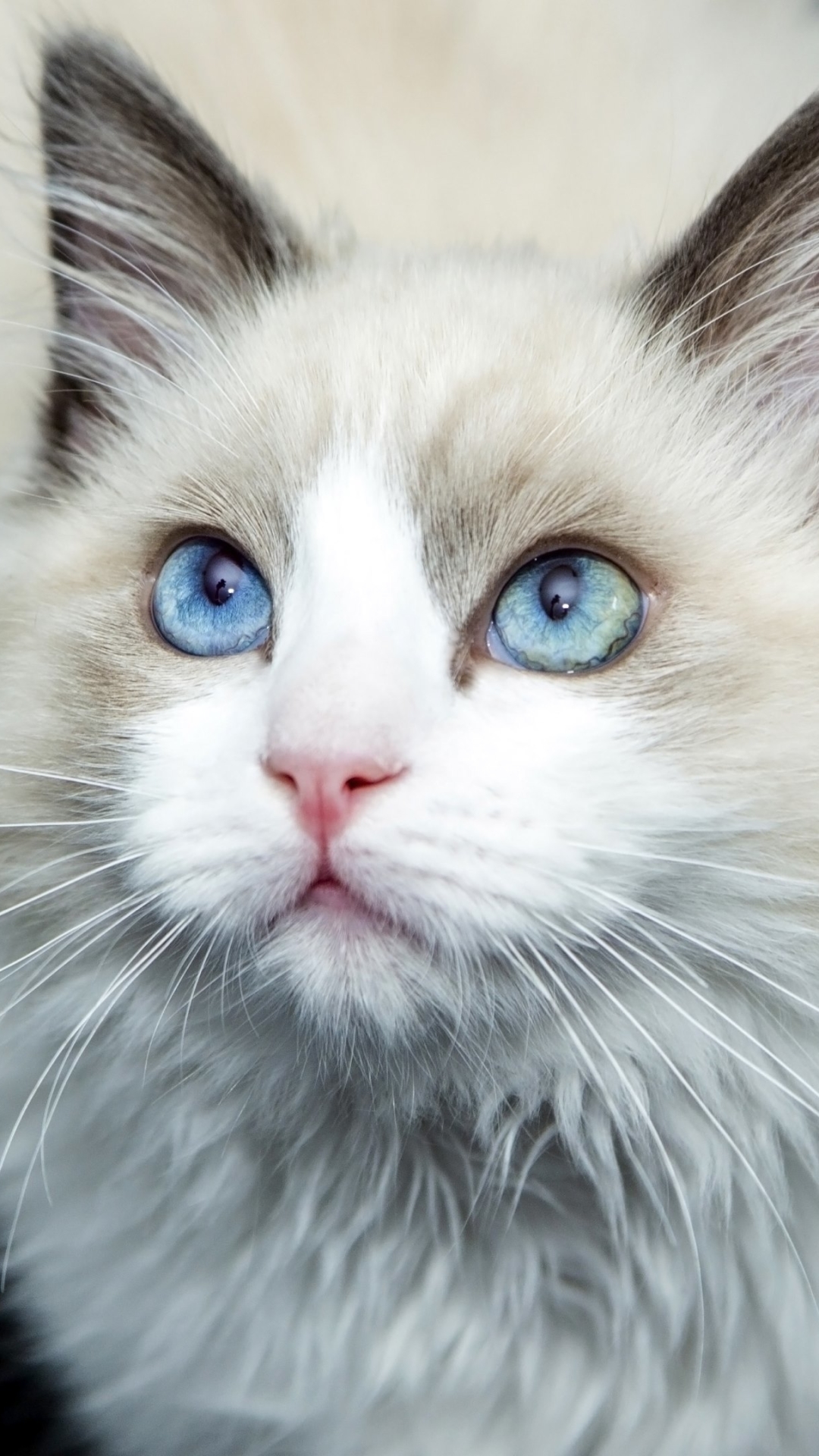 Download mobile wallpaper Cats, Cat, Animal, Blue Eyes for free.