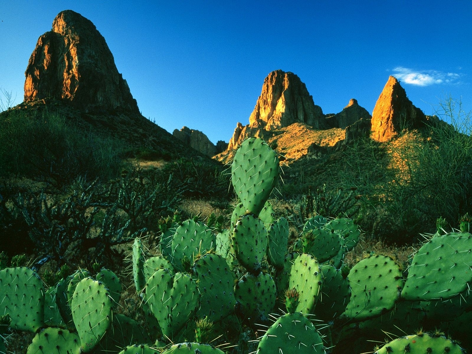 Descarga gratuita de fondo de pantalla para móvil de Naturaleza, Cactus, Montaña, Tierra/naturaleza.