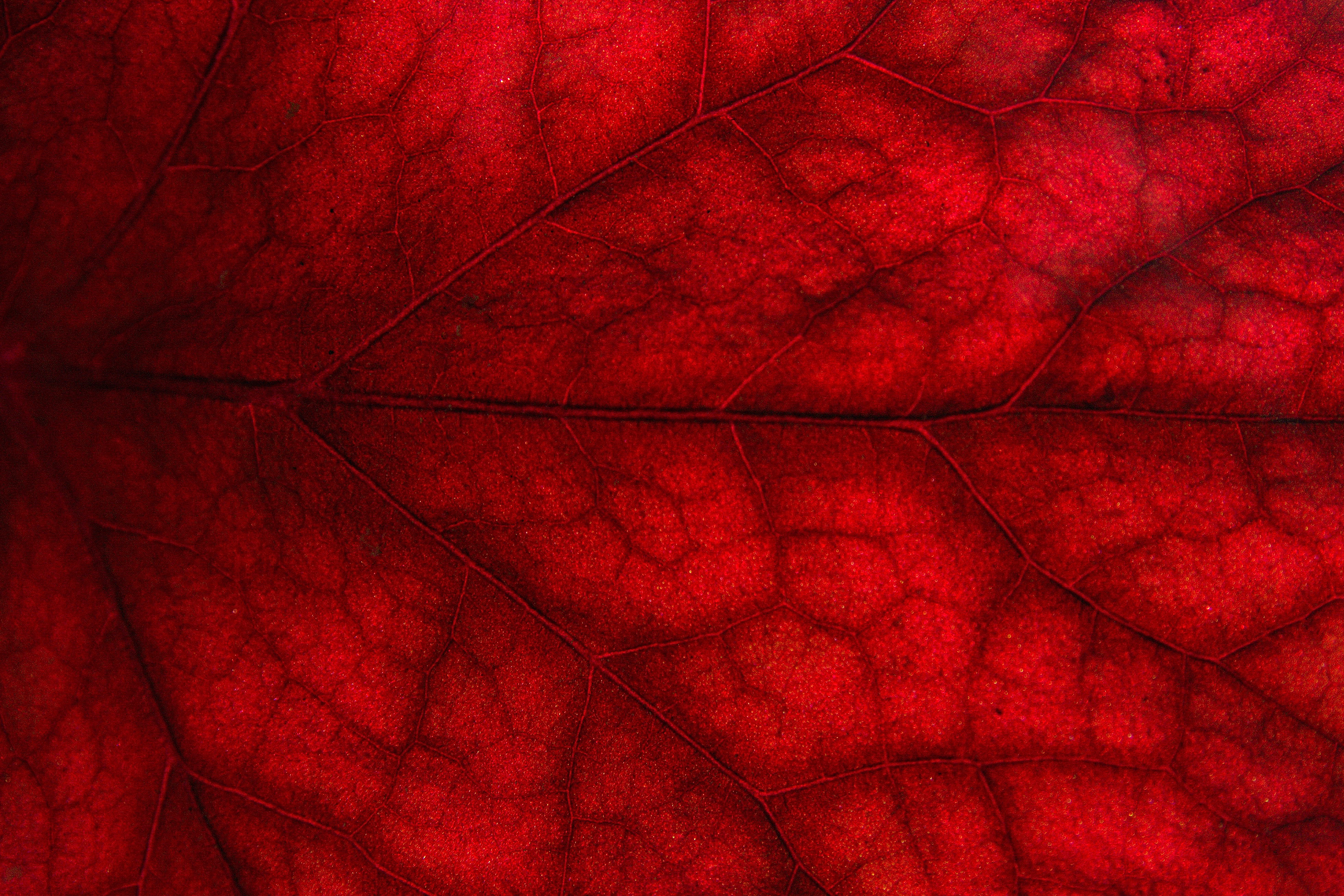 macro, red, sheet, leaf, cransay UHD