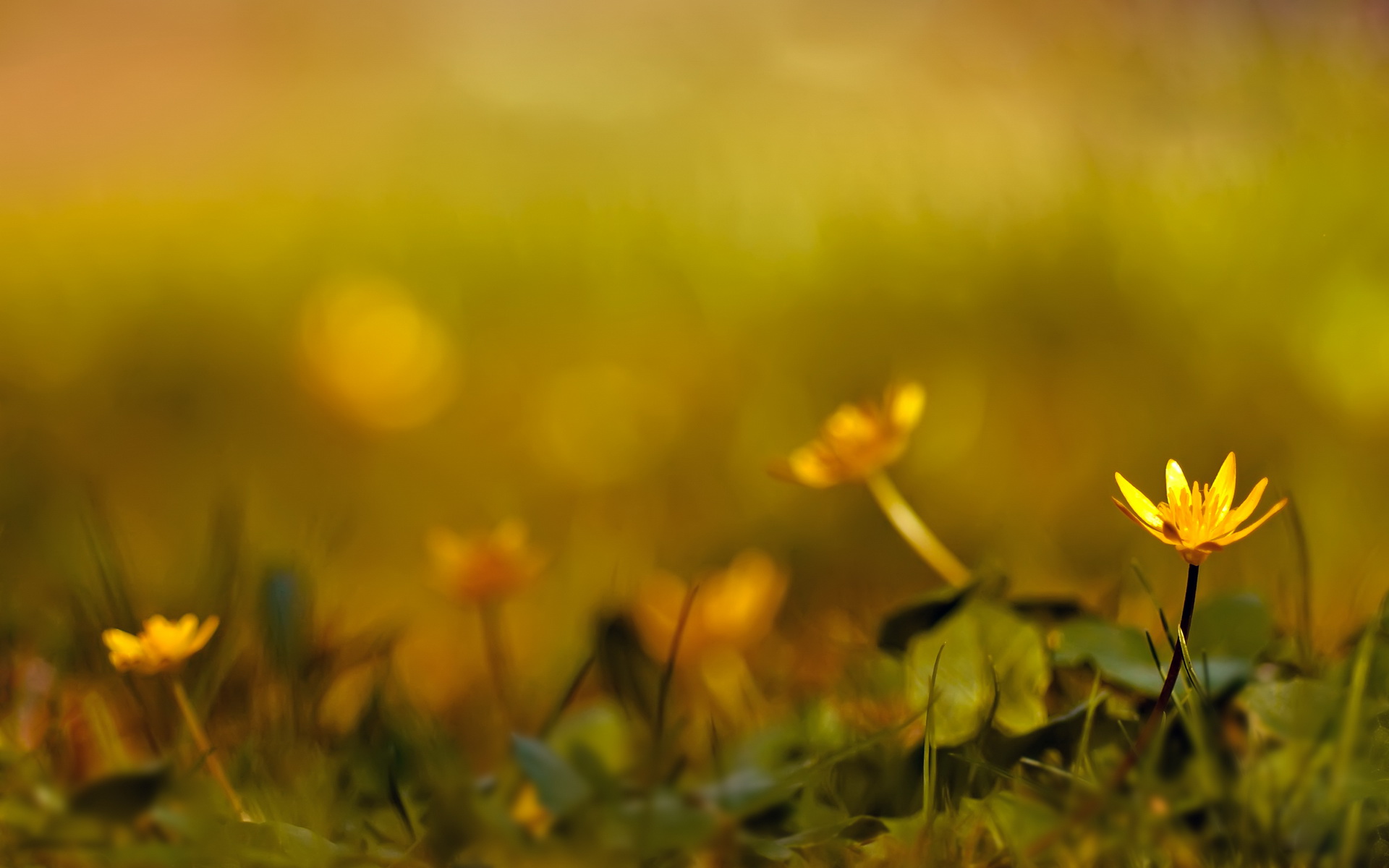 Téléchargez gratuitement l'image Fleur, Terre/nature sur le bureau de votre PC