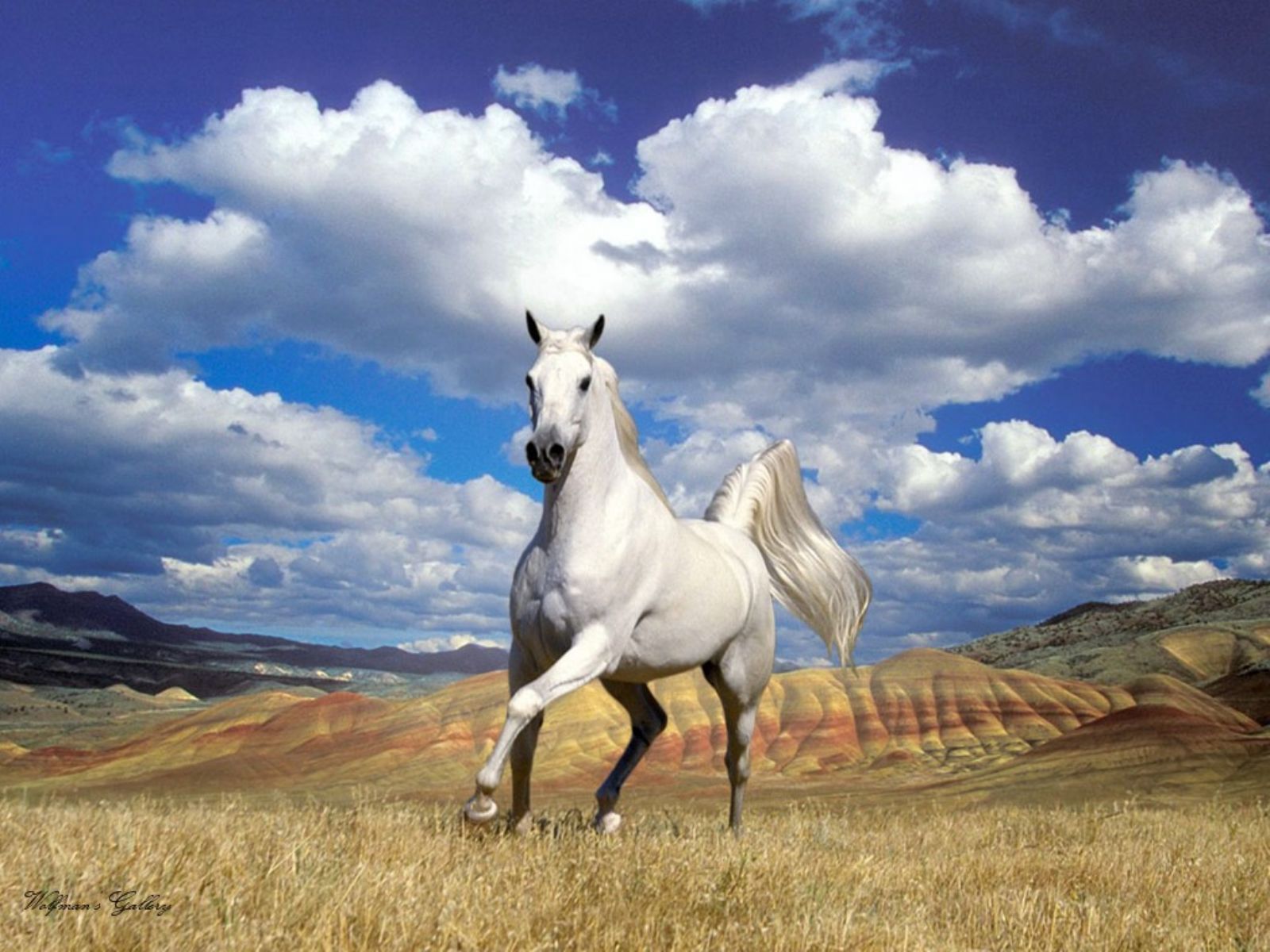 Скачать обои бесплатно Животные, Белый, Лошадь картинка на рабочий стол ПК