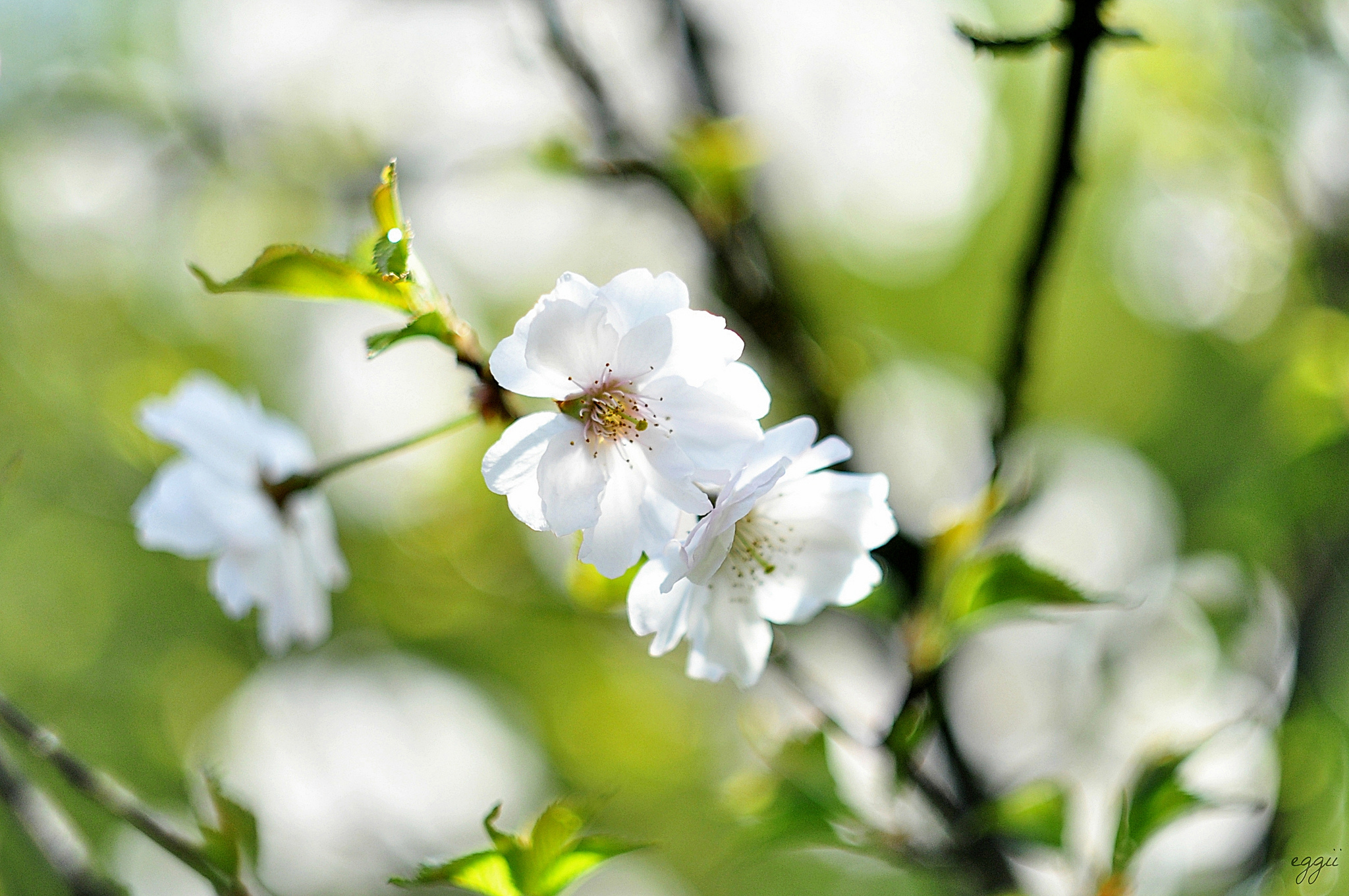 Laden Sie das Blumen, Blume, Makro, Ast, Frühling, Blüte, Kirschblüte, Weiße Blume, Erde/natur-Bild kostenlos auf Ihren PC-Desktop herunter