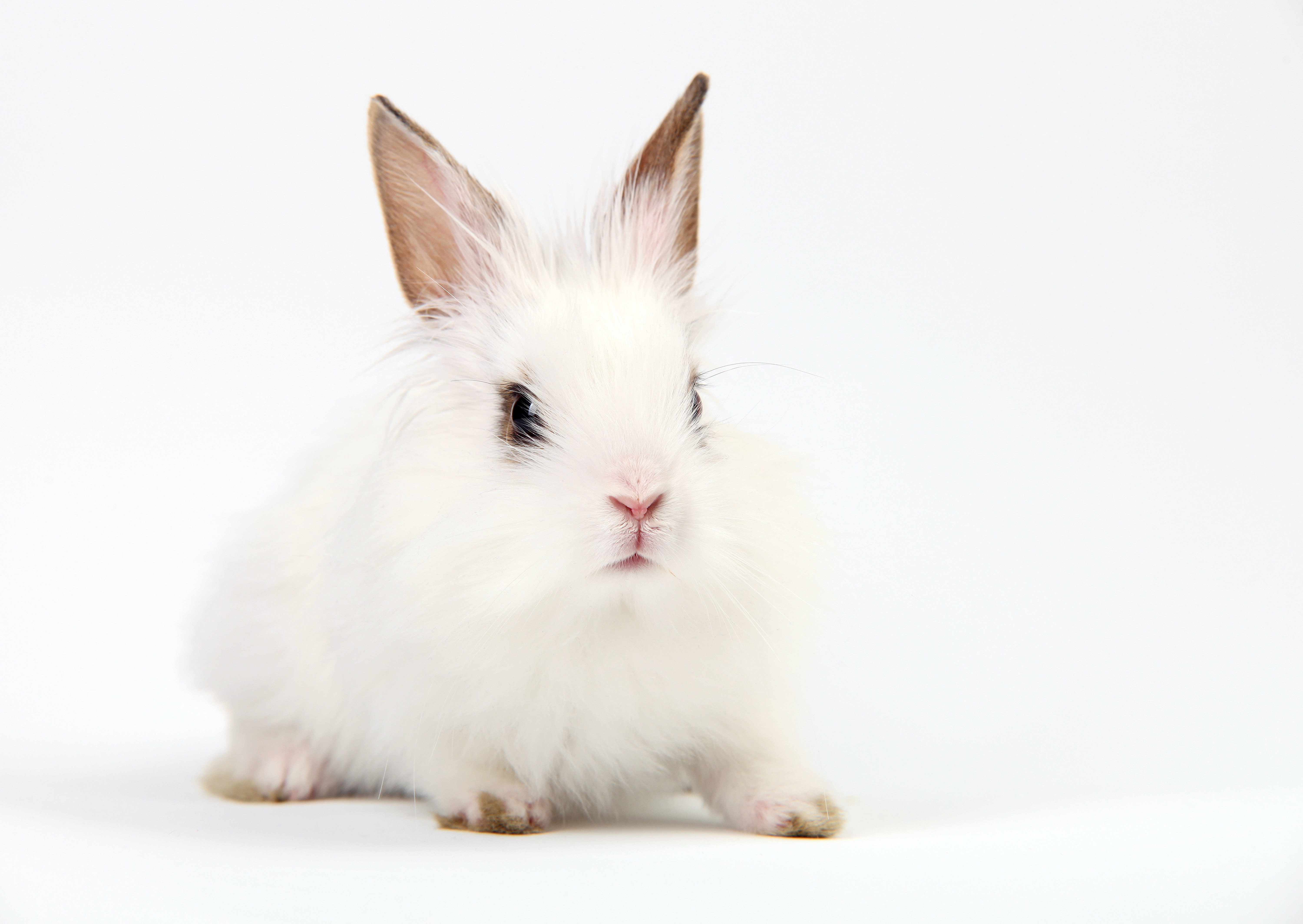 Free download wallpaper Animal, Rabbit on your PC desktop