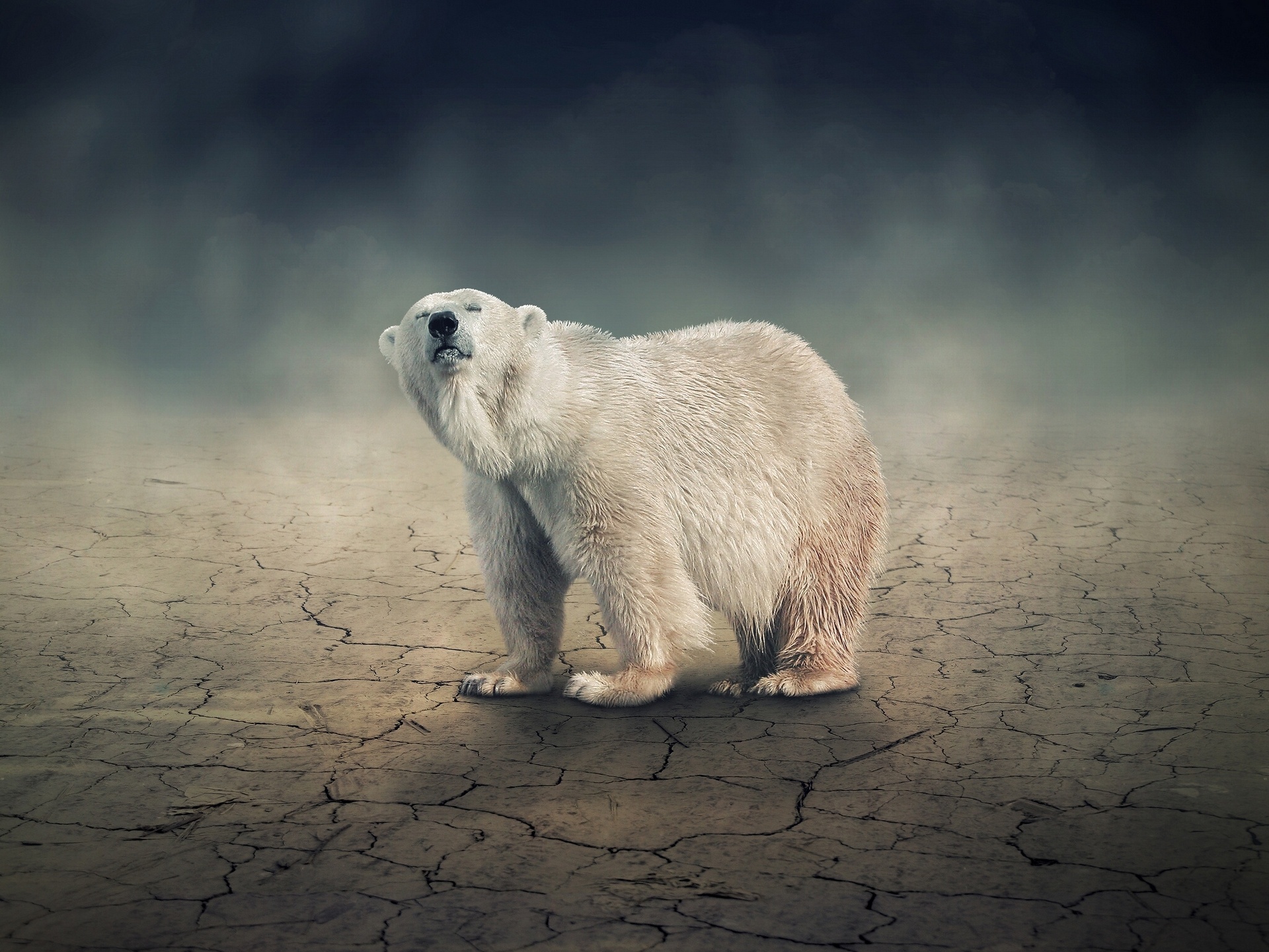 296133 завантажити шпалери тварина, полярний ведмідь, ведмеді - заставки і картинки безкоштовно