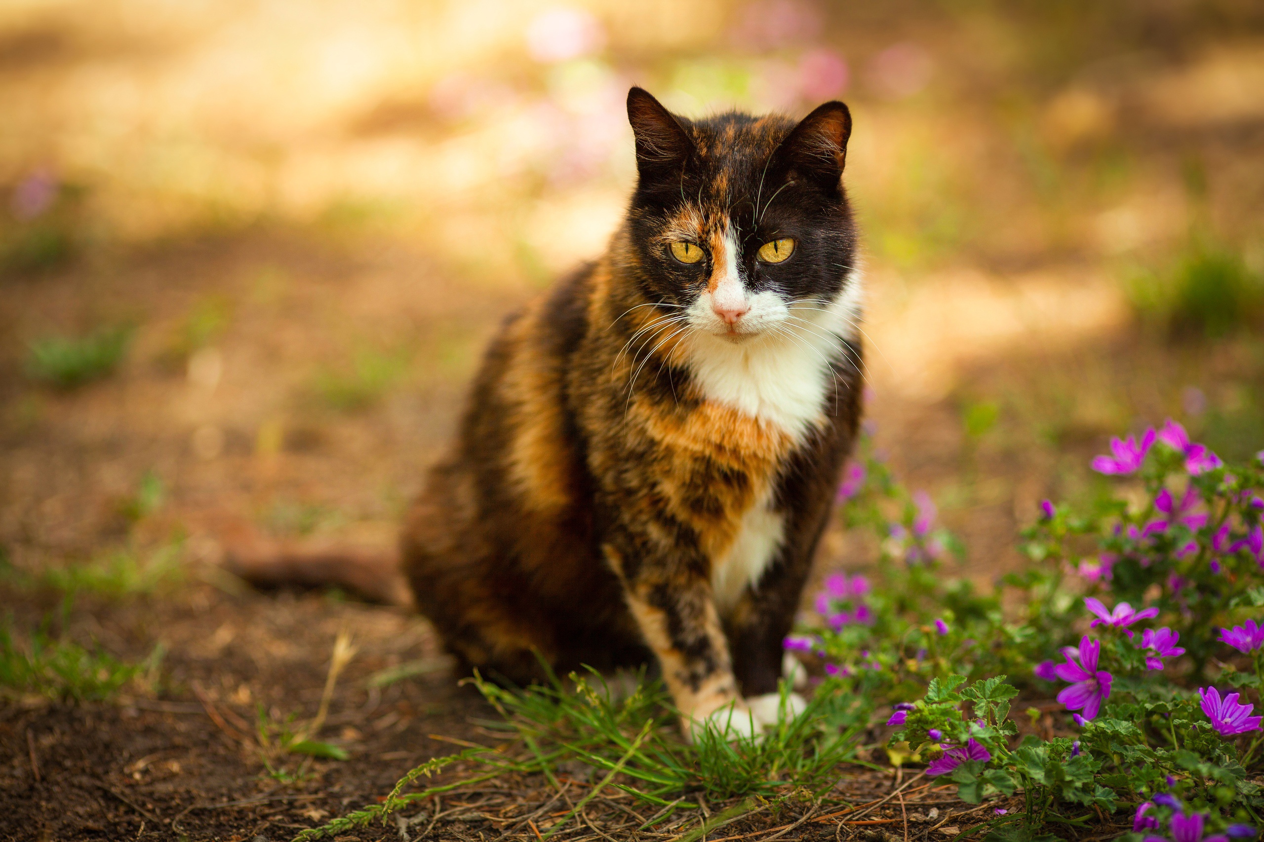 Laden Sie das Tiere, Katzen, Katze-Bild kostenlos auf Ihren PC-Desktop herunter