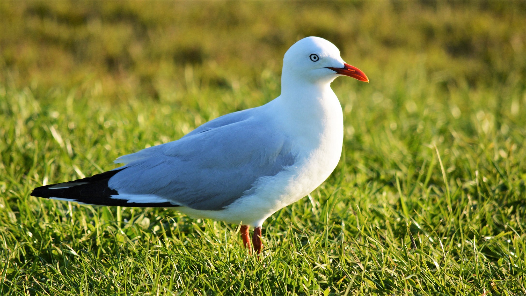 Free download wallpaper Birds, Grass, Bird, Animal, Seagull on your PC desktop