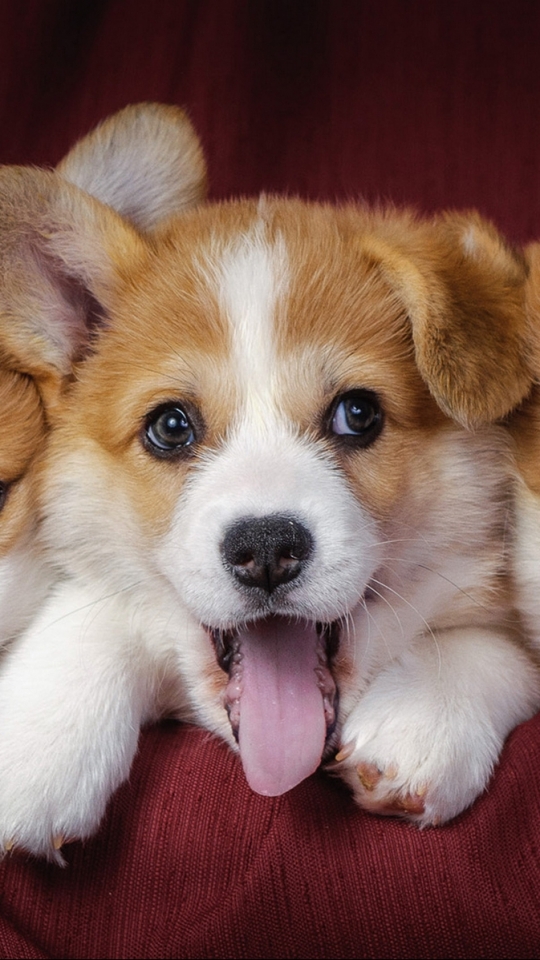 Download mobile wallpaper Dogs, Animal, Puppy, Corgi for free.