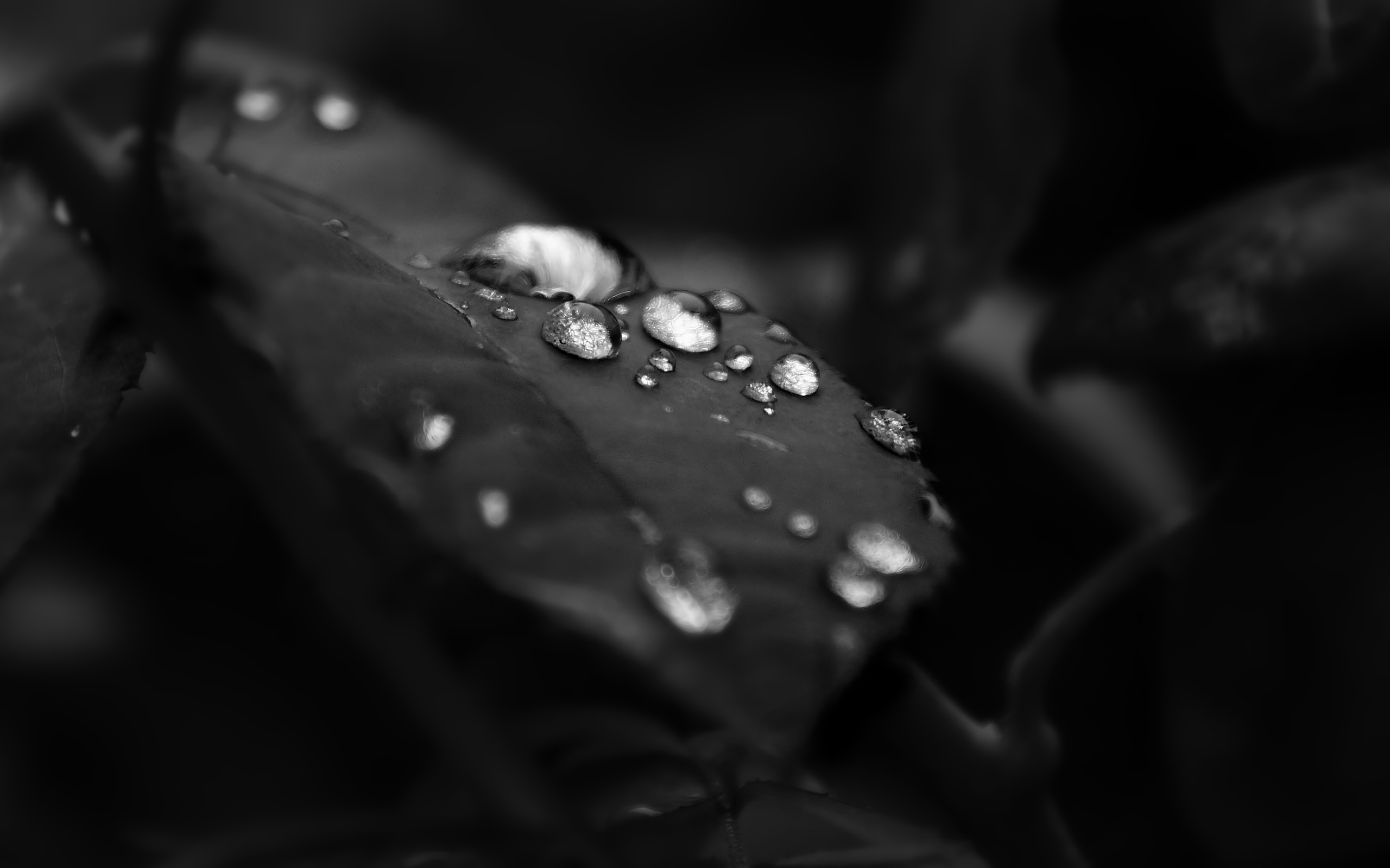 Descarga gratuita de fondo de pantalla para móvil de Tierra/naturaleza, Gota De Agua.