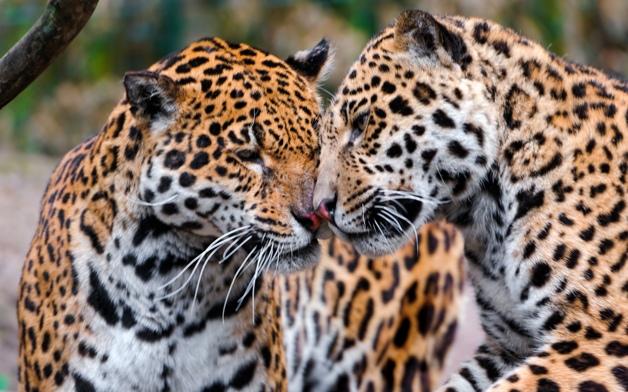 142614 télécharger l'image jaguars, animaux, coupler, paire, se soucier, soin, tendresse, prédateurs - fonds d'écran et économiseurs d'écran gratuits
